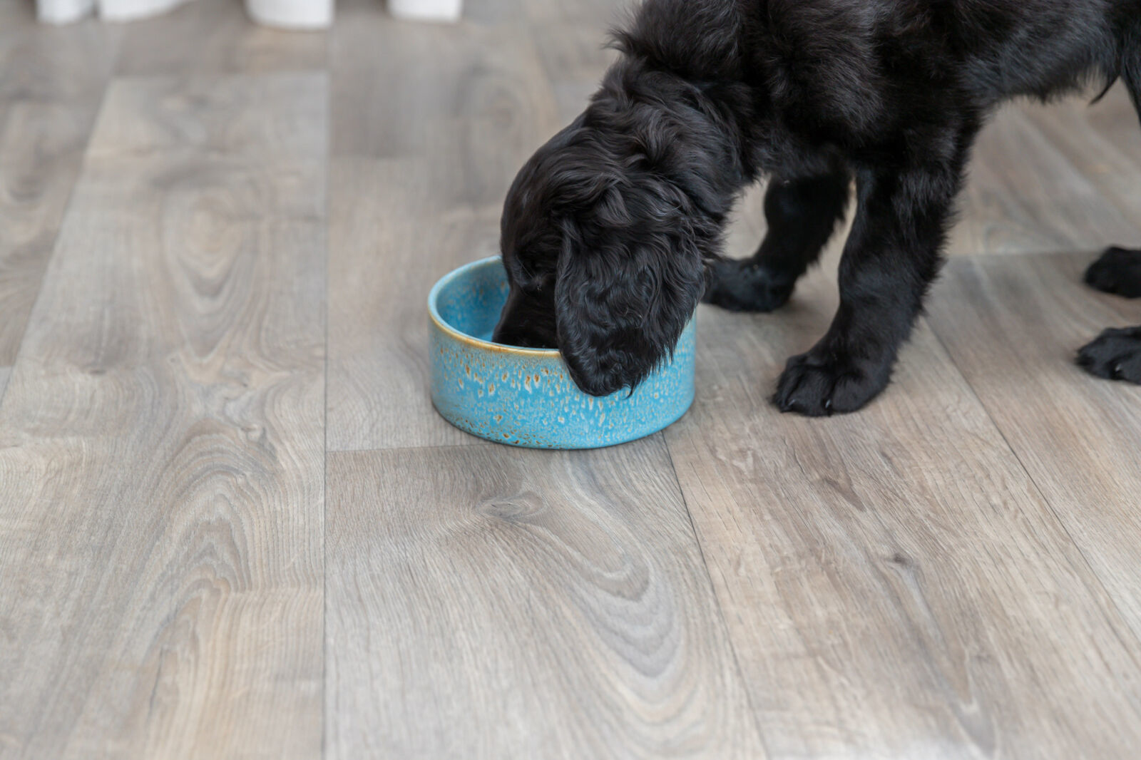 Szczeniak jedzący z niebieskiej miski. Tło: drewniana podłoga.