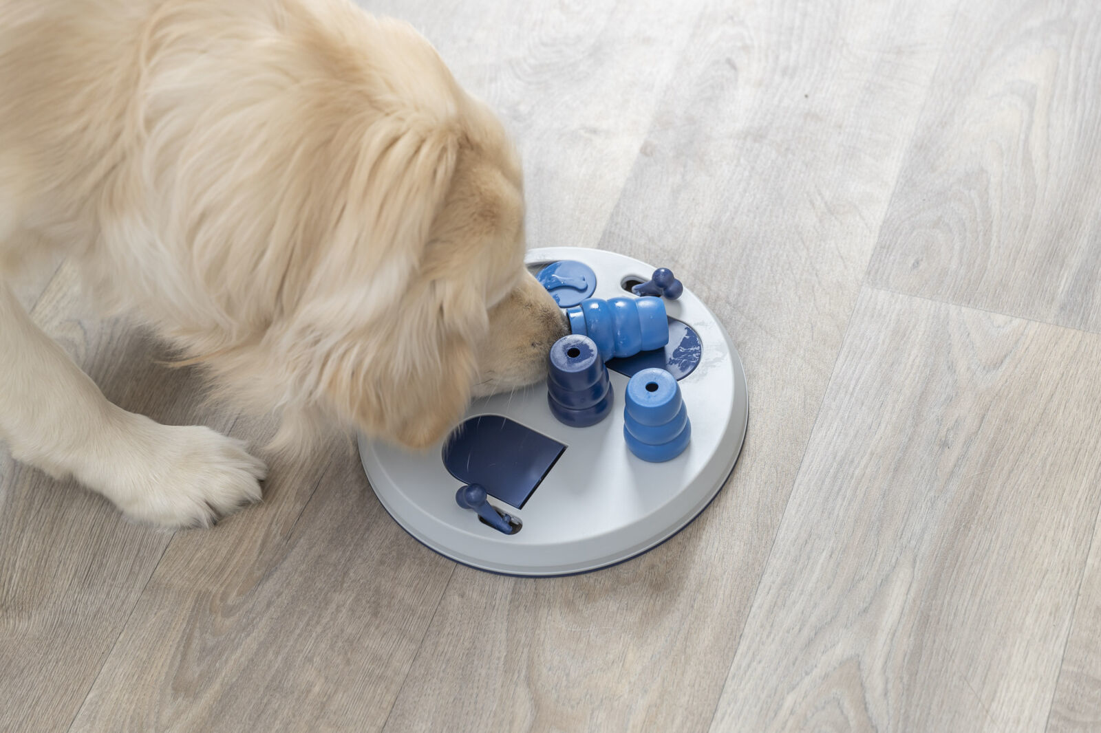 Pies Golden Retriever wchodzący w interakcję z zabawką logiczną.