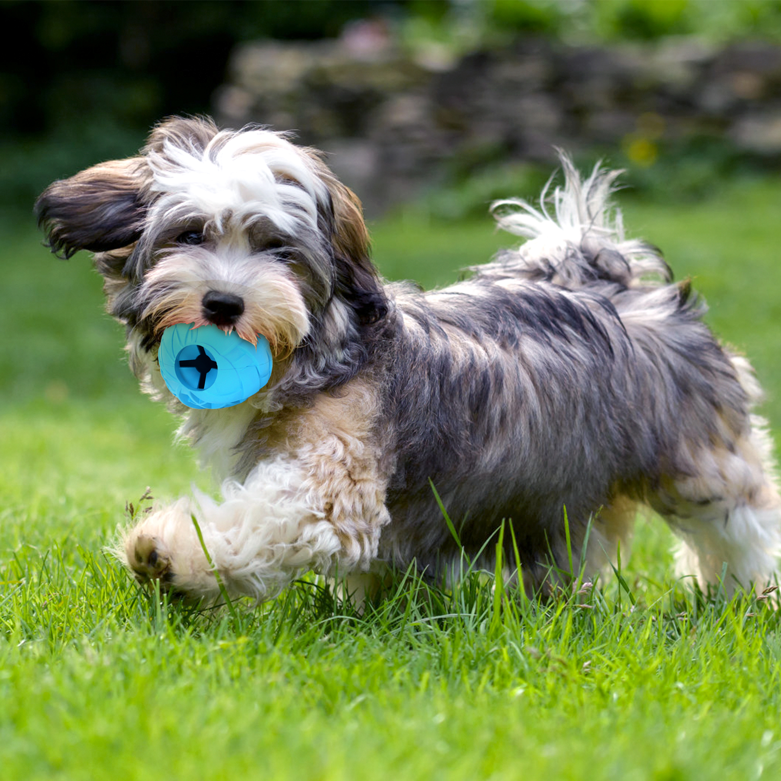 Perro corriendo sobre césped con una pelota azul en la boca, día soleado.