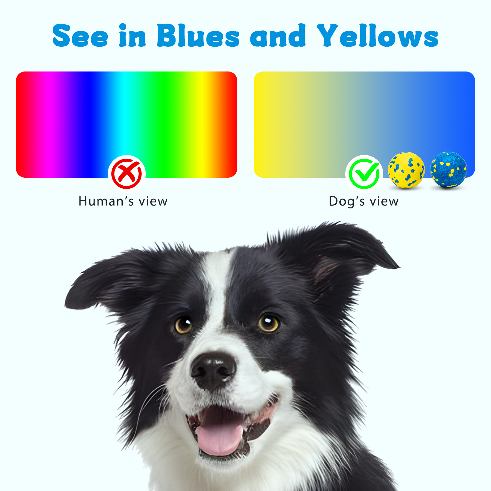 La visión del color de un perro vs. la visión humana. Los perros ven amarillos y azules, los humanos ven arcoíris. Perro en primer plano.