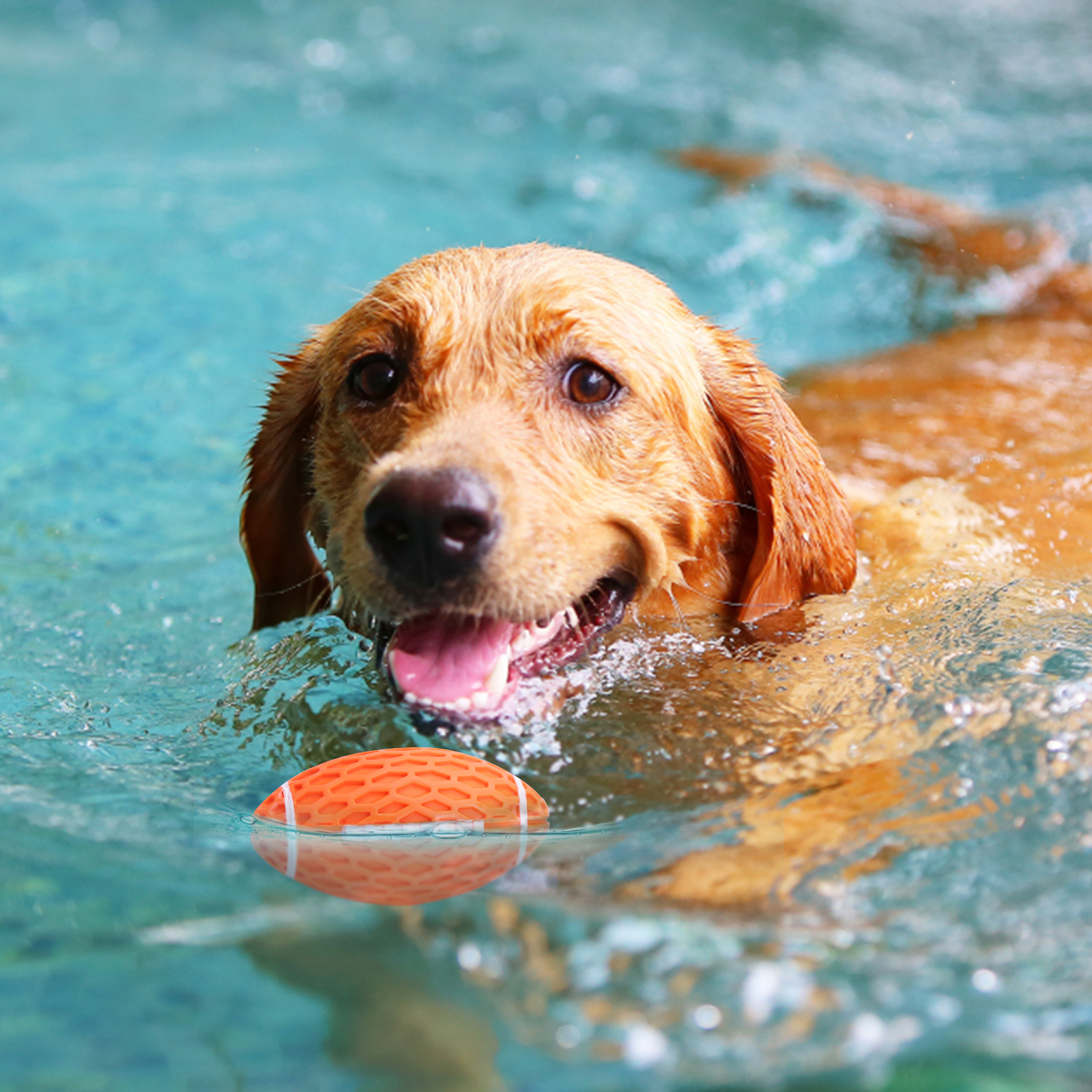 Un perro golden retriever nadando en una piscina. Un balón de fútbol naranja flota delante.