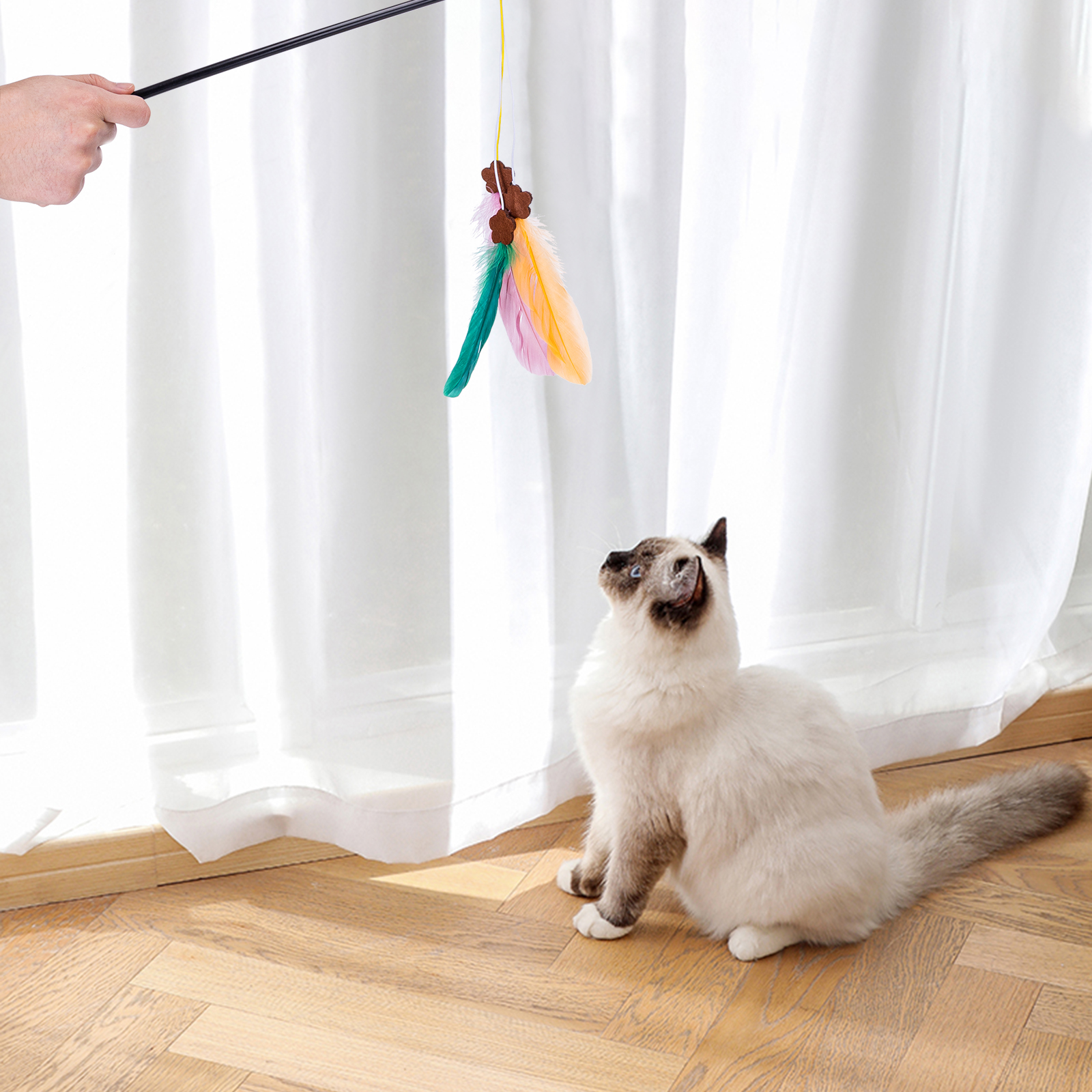 Un gato mira un juguete de plumas, sostenido por una mano, cerca de una ventana y piso de madera.