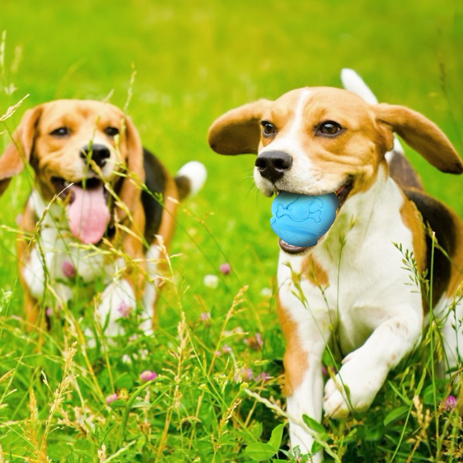 Dos beagles corriendo por la hierba, uno con una pelota azul en la boca.