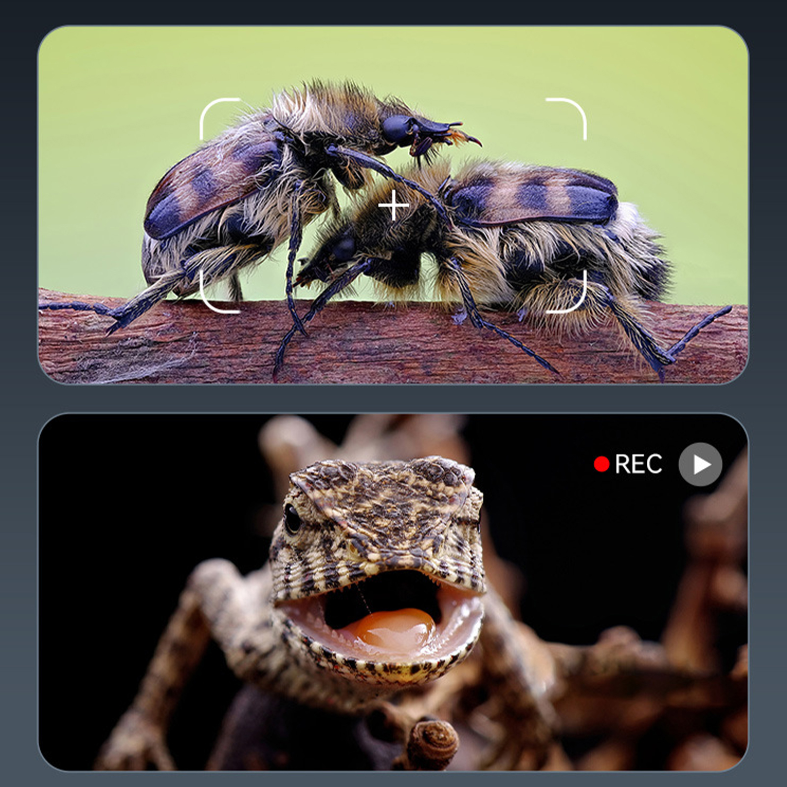 Zwei Insekten auf einem Ast werden gefilmt. Untere Ansicht: Eidechse mit offenem Mund.