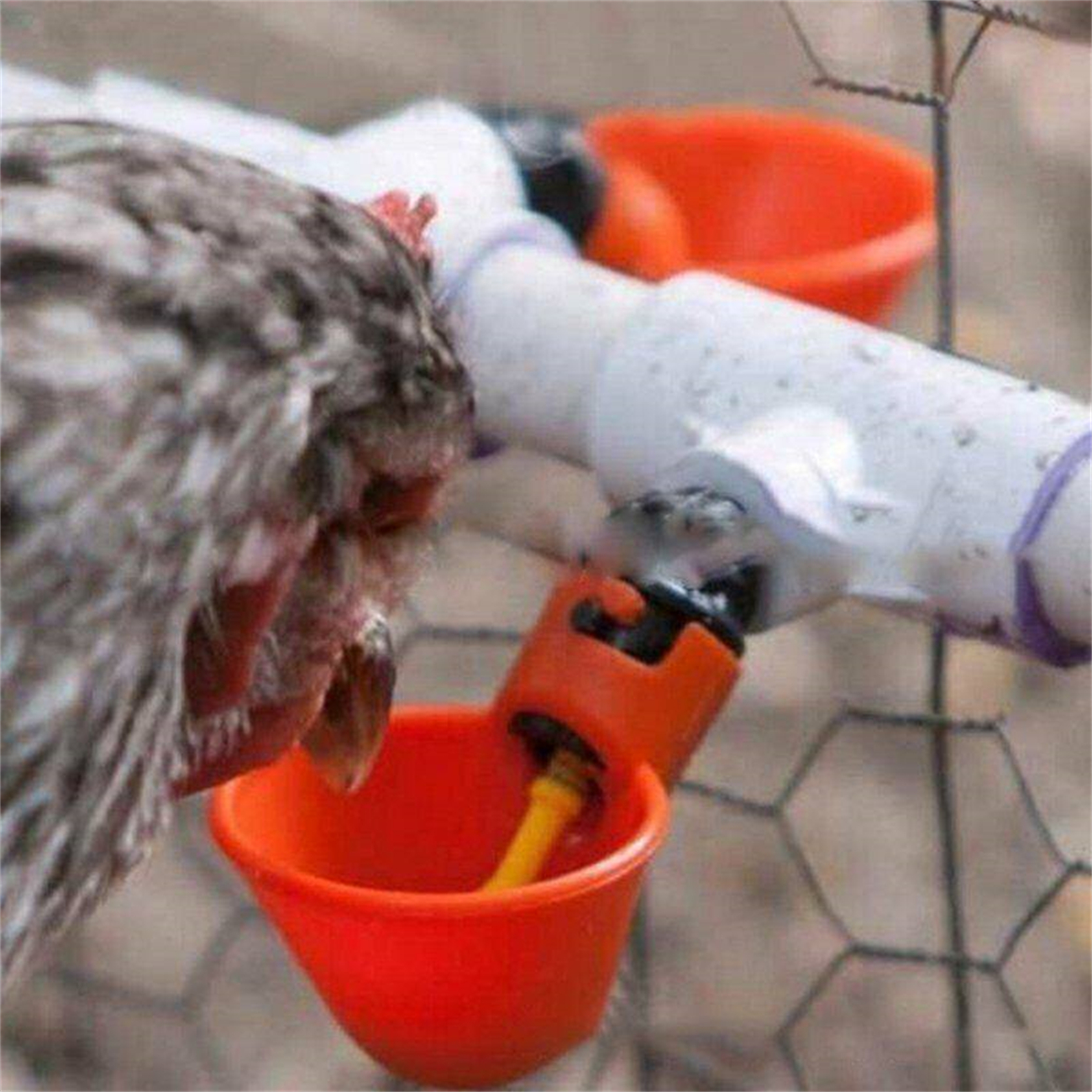 Ein Huhn trinkt Wasser aus einem roten Becher. Die Wasserquelle ist ein weißes Rohr.