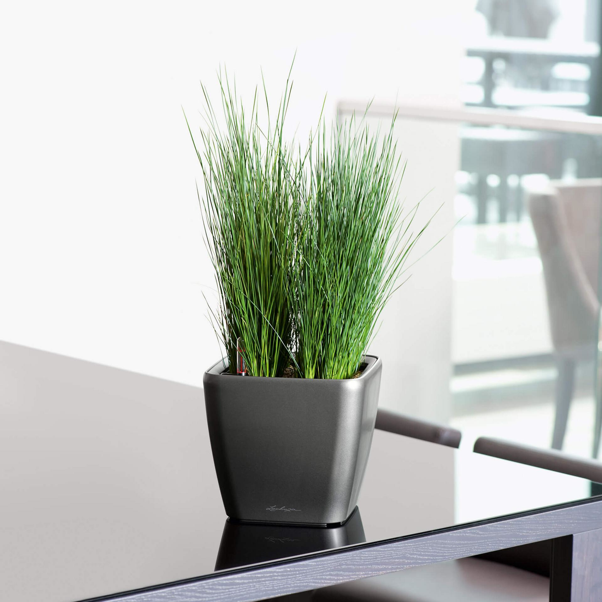 Ein schwarzer quadratischer Blumentopf mit grünem Gras auf einem schwarzen Tisch.