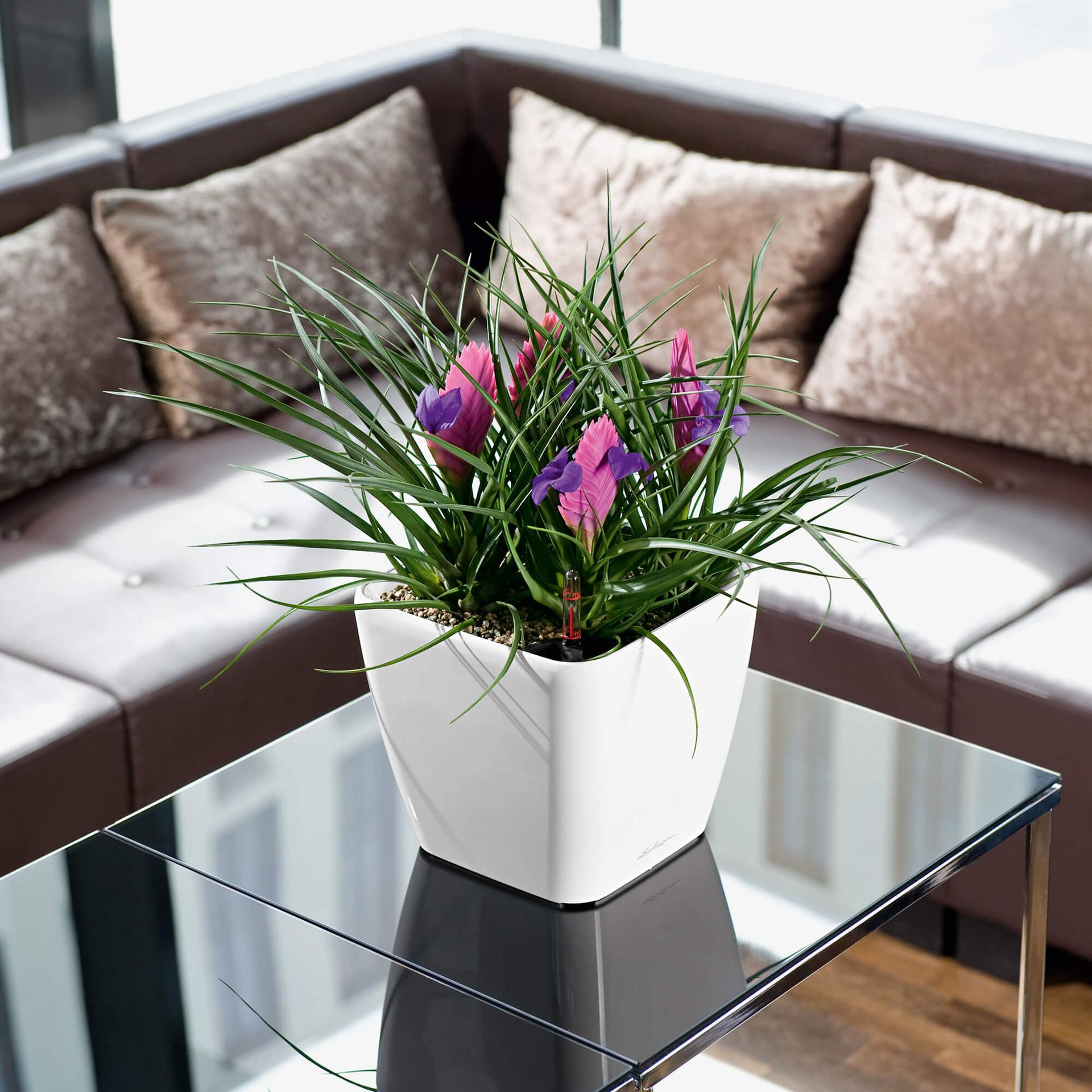 Weißer quadratischer Blumentopf mit grünem Gras und lila Blumen auf einem Glastisch.