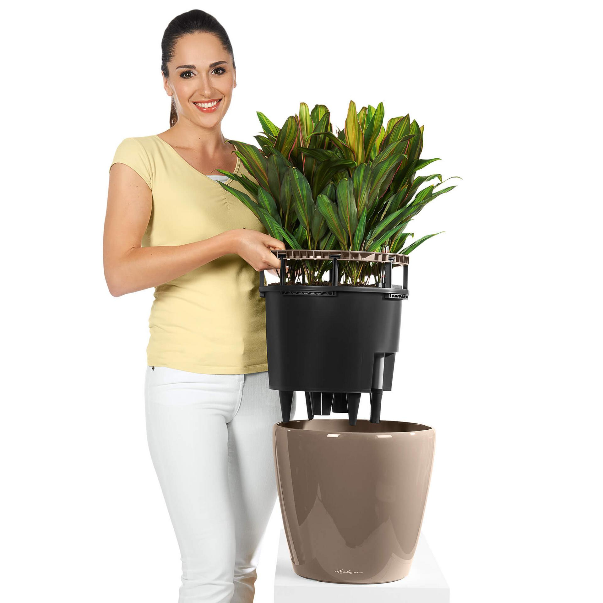 Frau hält einen Blumentopf mit einer Pflanze. Pflanze ist grün mit roten Rändern.