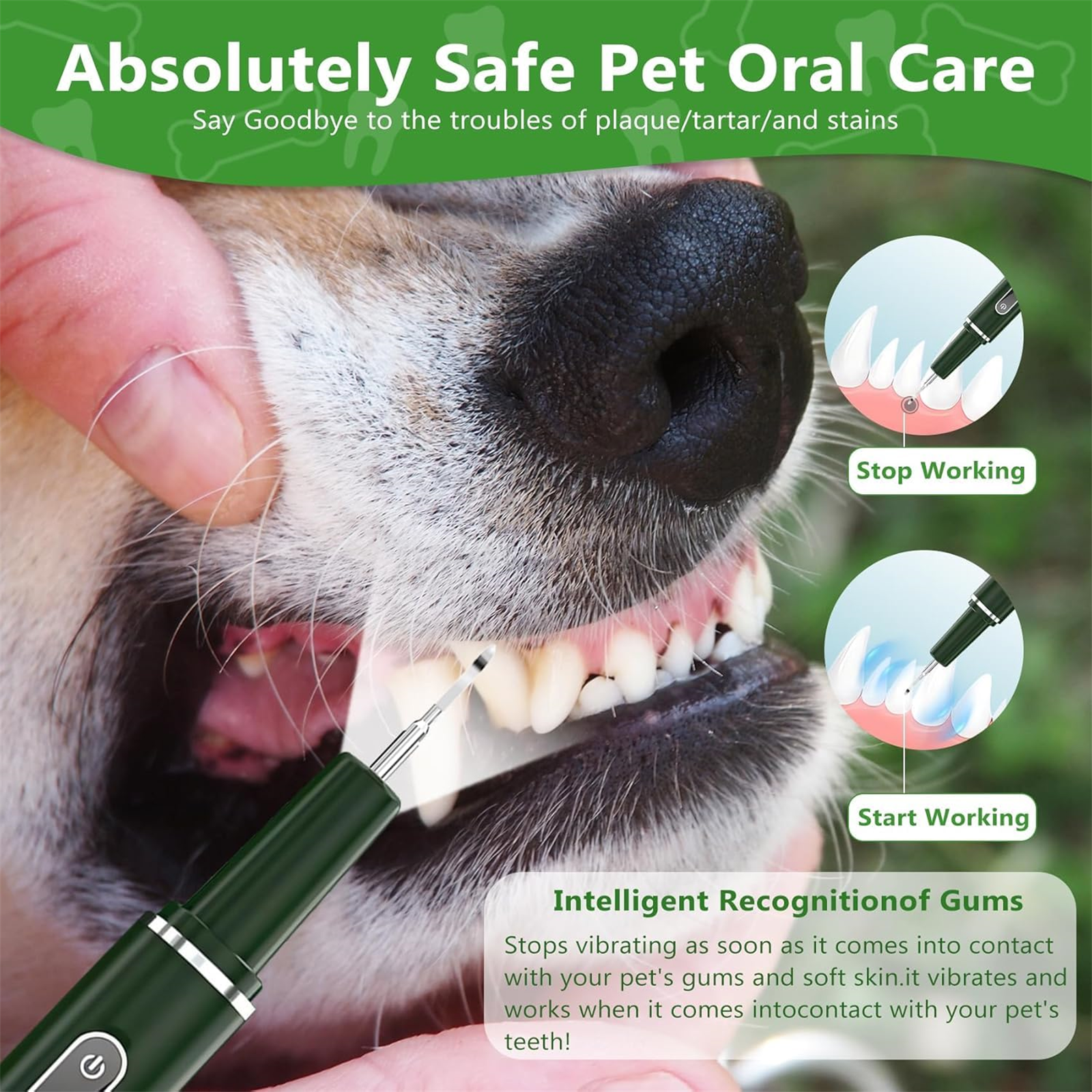 Die Zähne eines Hundes werden mit einem Dentalwerkzeug gereinigt. Der Text beschreibt den Vorgang und die Ergebnisse.