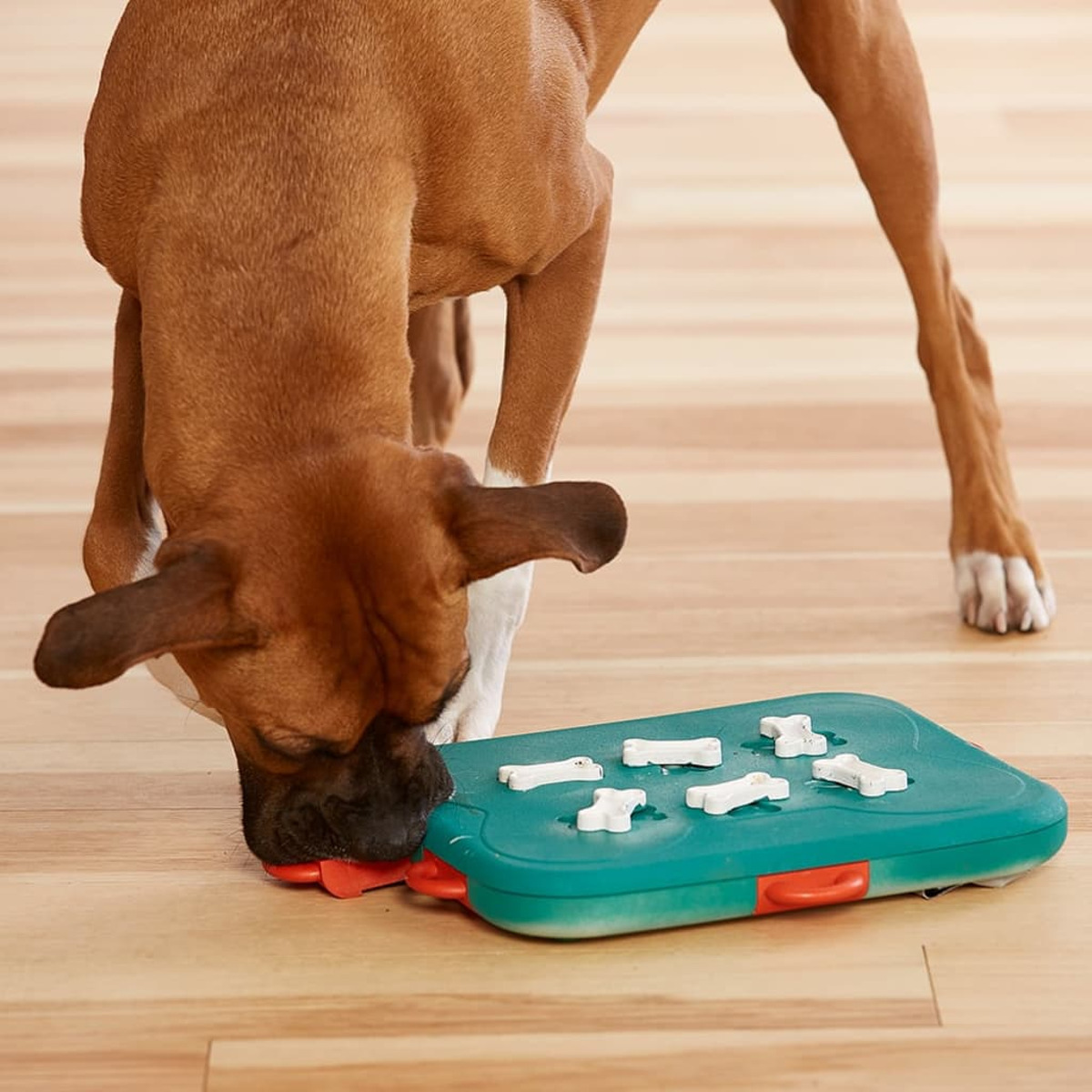 Ein Hund interagiert mit einem türkisfarbenen Hundepuzzle. Der Hund ist braun, das Puzzle hat weiße Knochen.