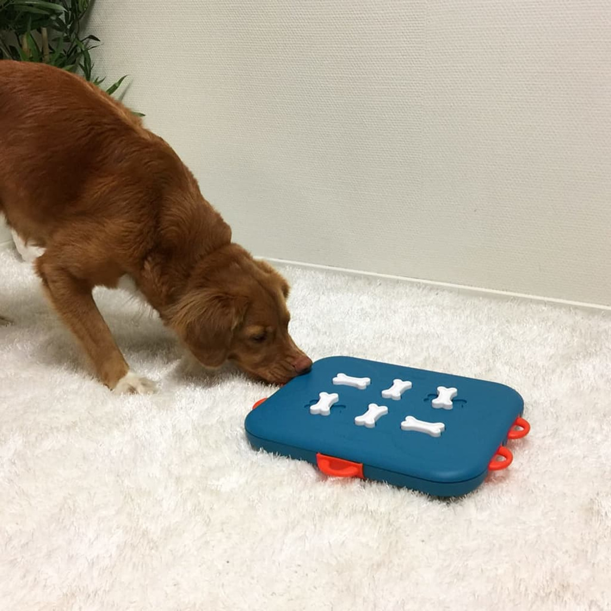 Ein Hund betrachtet ein blaues Hundepuzzle. Das Puzzle hat knochenförmige Teile.