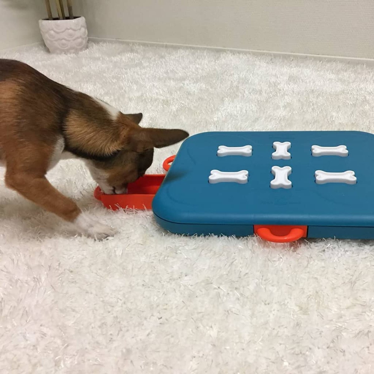 Hund isst aus einer orangefarbenen Schüssel auf einem weißen Teppich neben einem blauen Hundespielzeug.