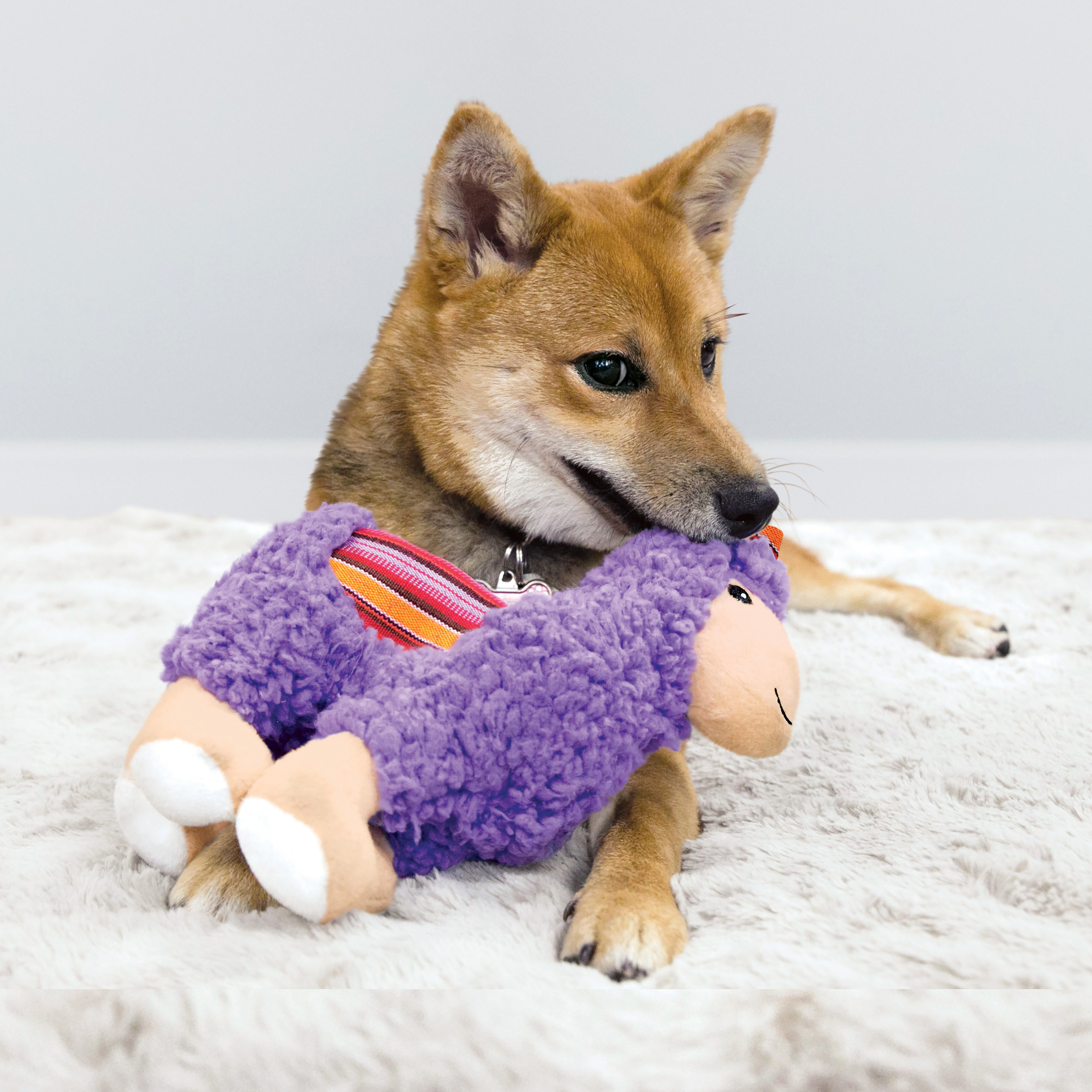 Szczeniak Shiba Inu trzymający w pysku fioletową zabawkę w kształcie owcy.