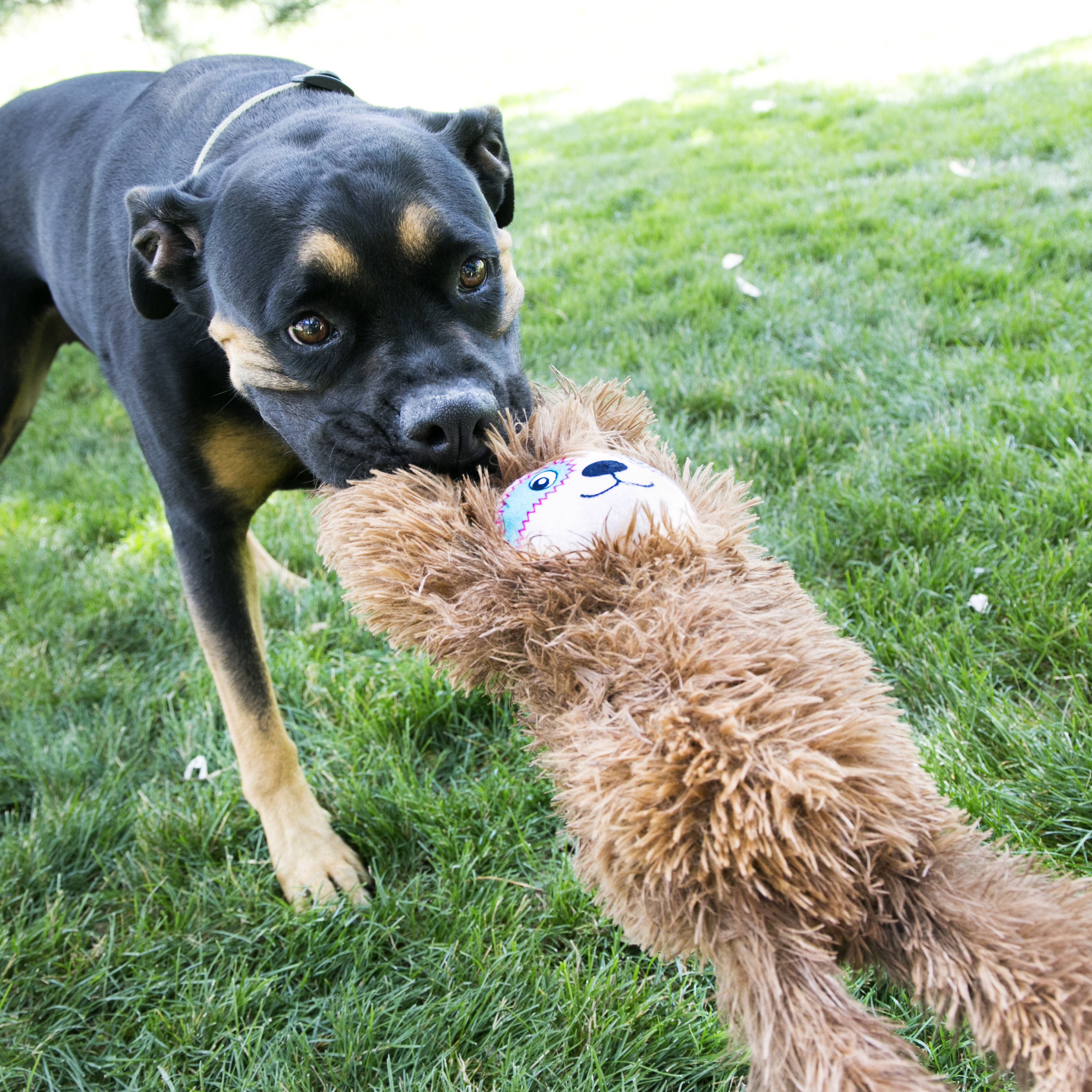 Pies rasy Rottweiler bawi się pluszową zabawką. Pies jest czarny i brązowy, a zabawka brązowa.