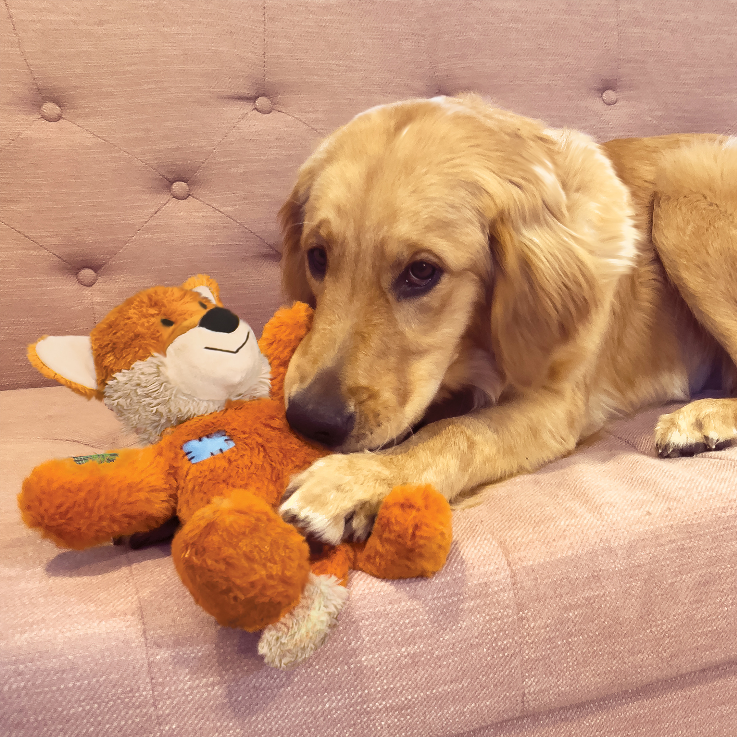 Un cane golden retriever giace su un divano rosa, coccolando un peluche a forma di volpe arancione.