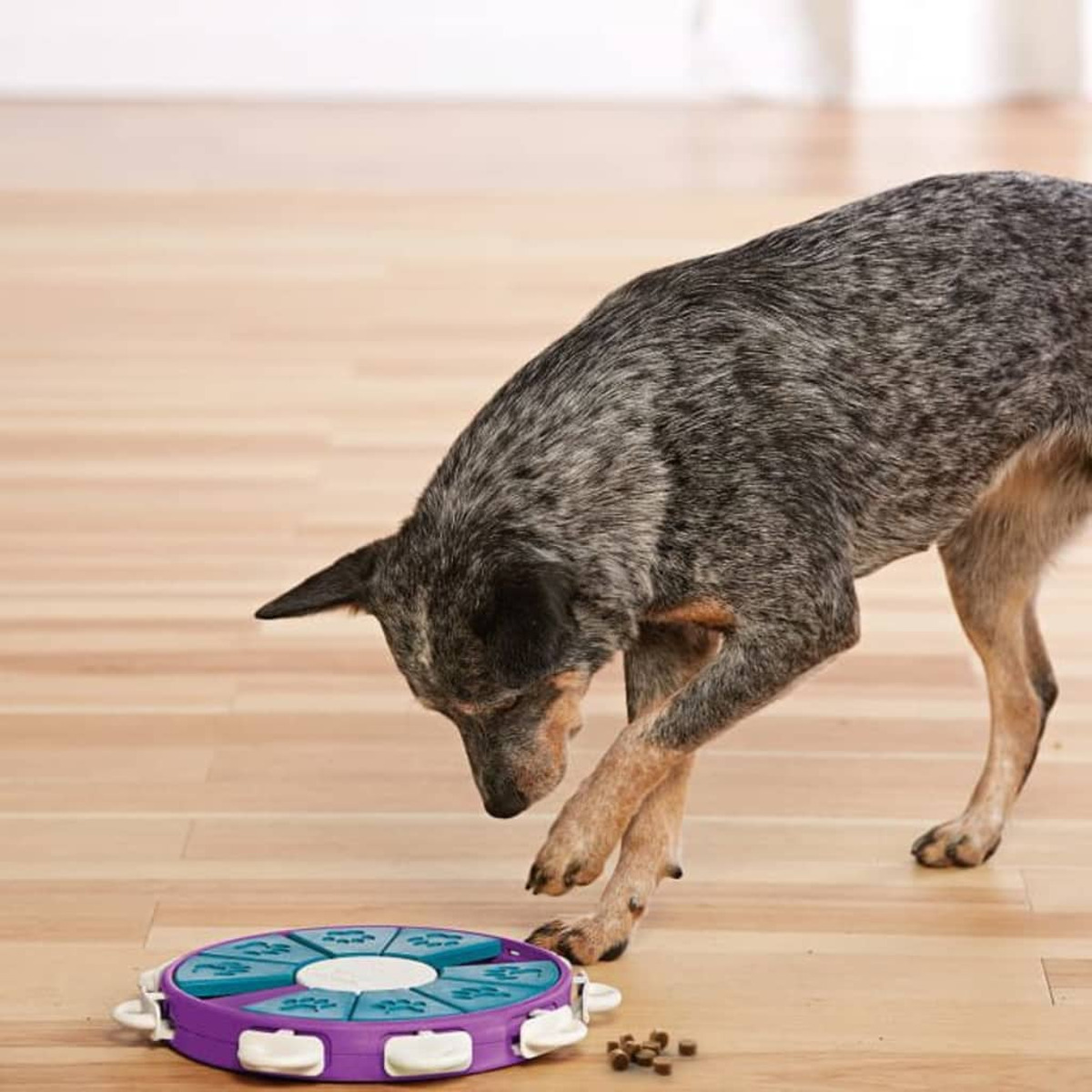 Pies bawi się zabawką logiczną na drewnianej podłodze. Brązowo-fioletowa zabawka.