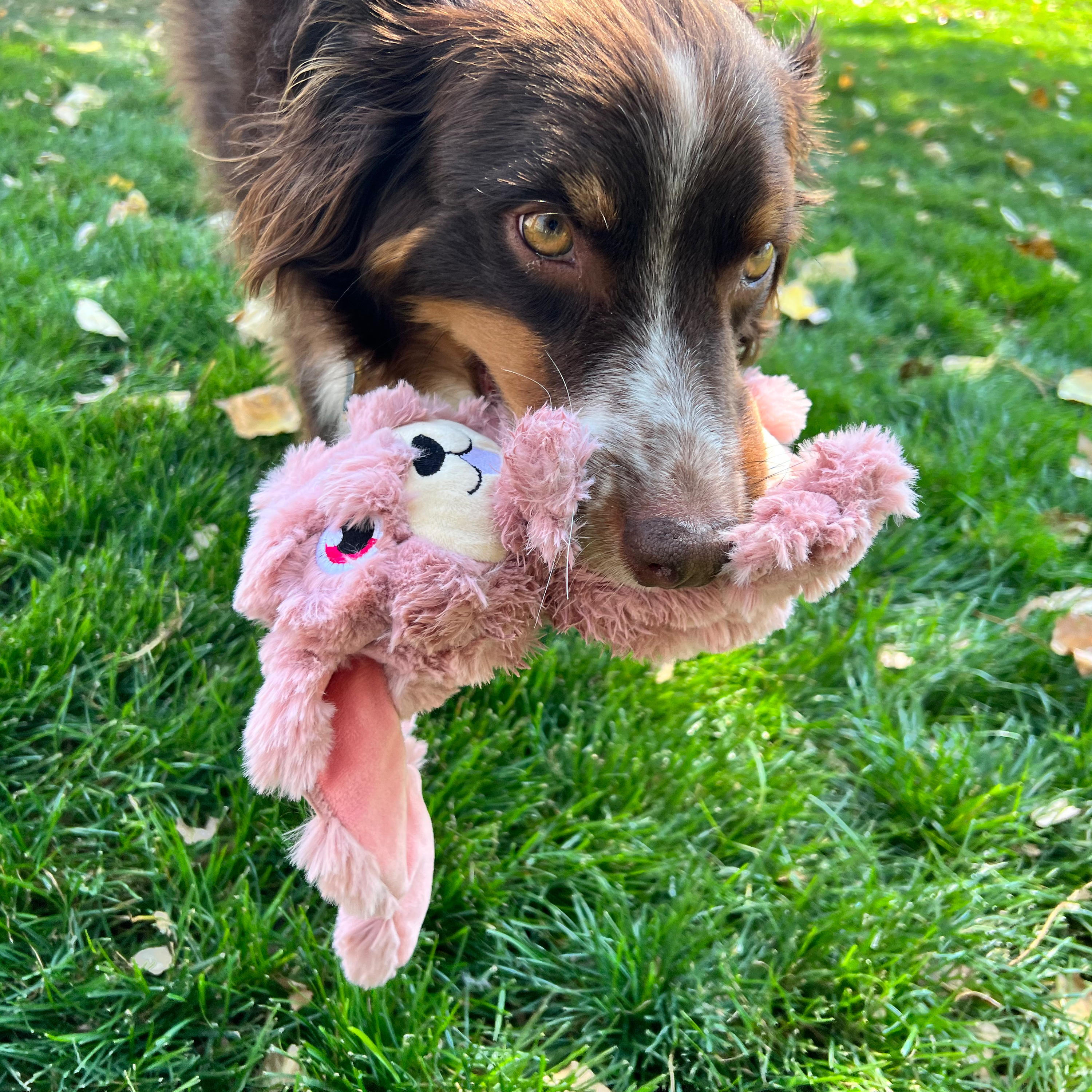 Ein brauner Hund, der ein rosa Spielzeug hält. Der Hund ist im Gras, und das Spielzeug ist ein rosa Stofftier.
