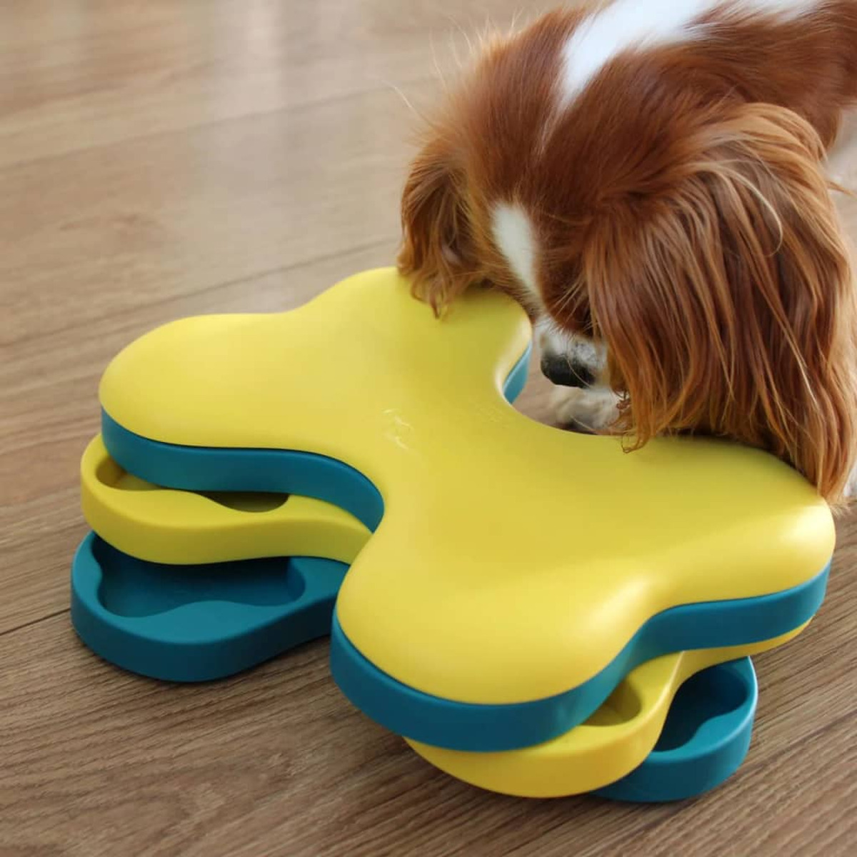 Un cane gioca con un giocattolo puzzle per cani giallo e blu su un pavimento in legno.