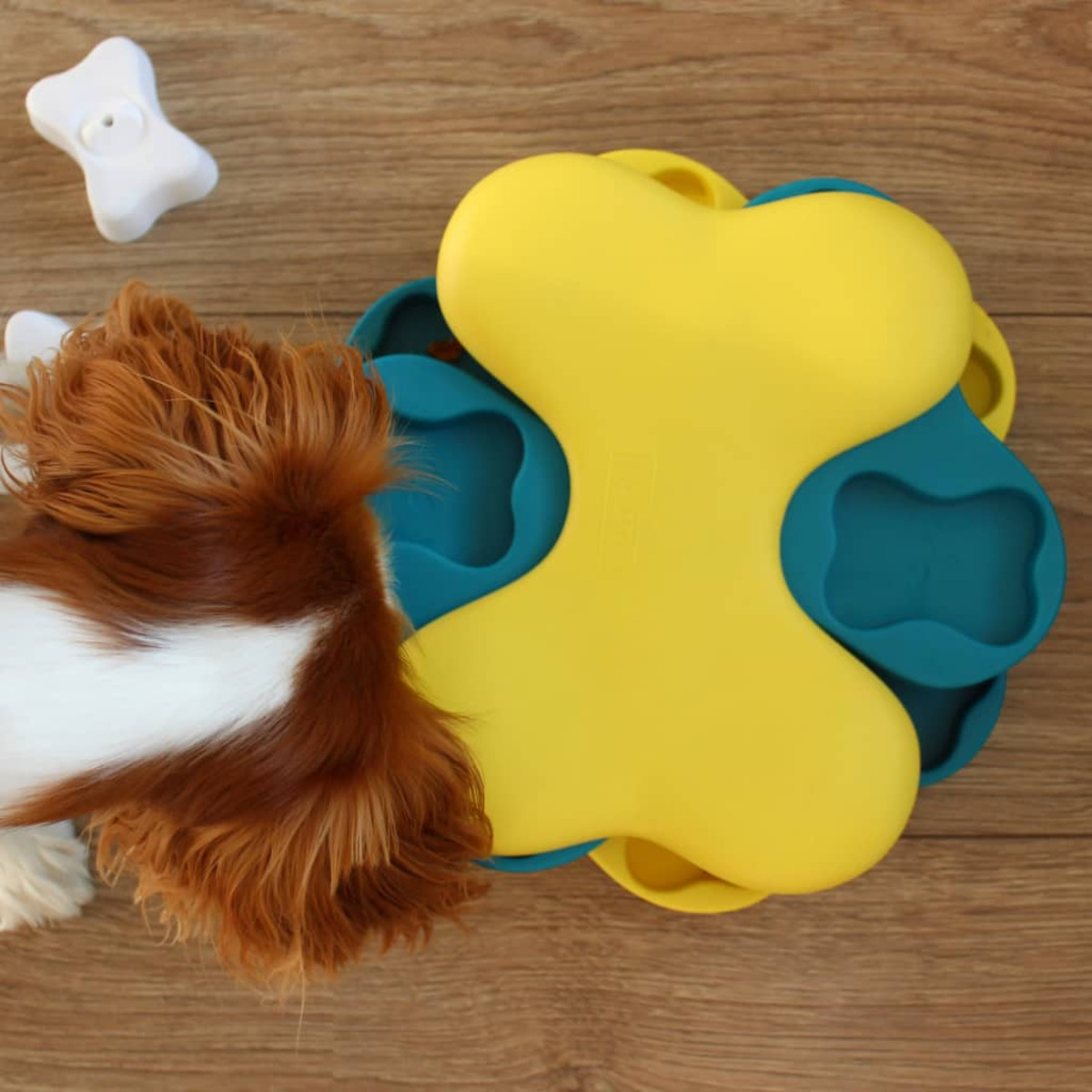 Cane con un giocattolo puzzle. Puzzle giallo e blu con premi. Sfondo di legno.