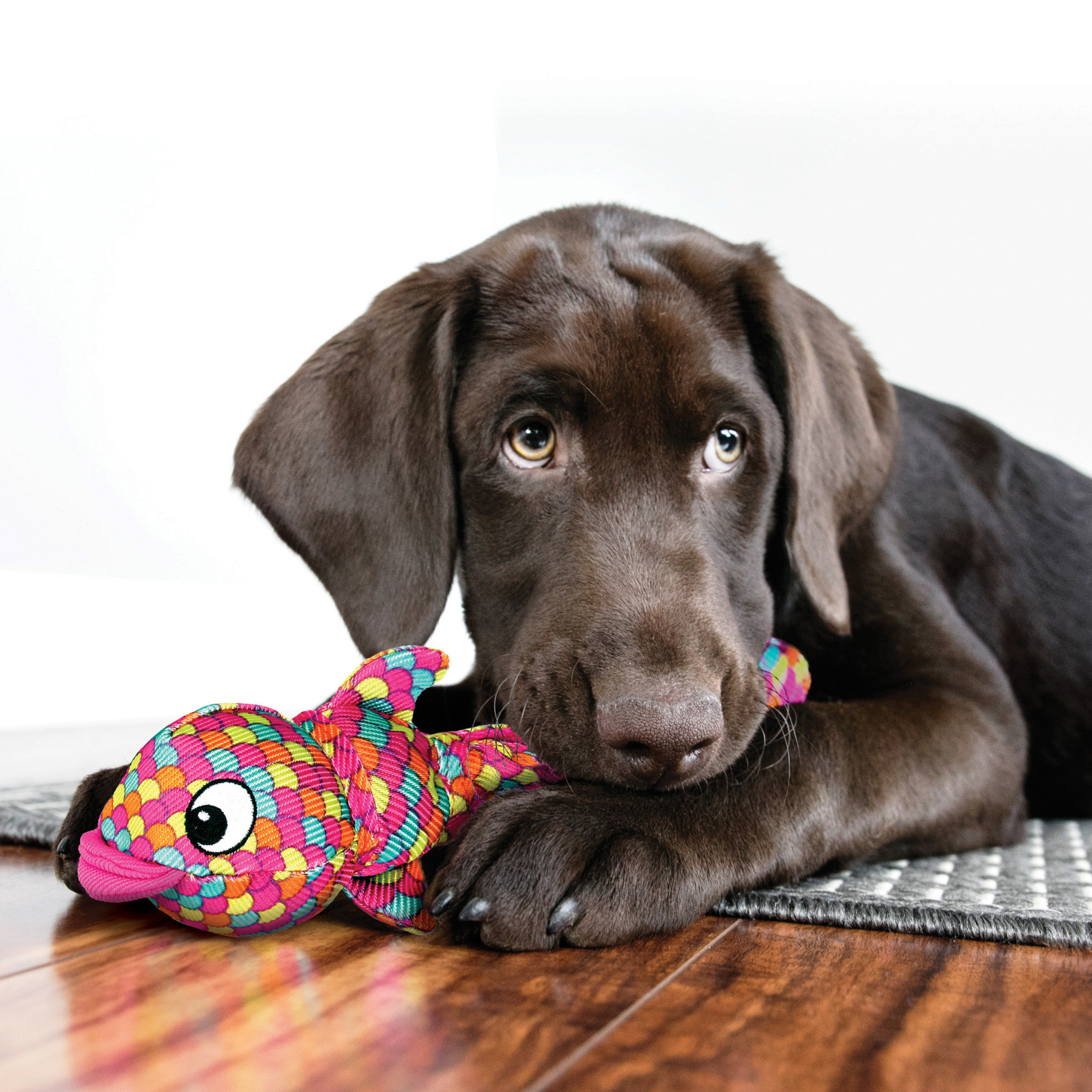 Schokoladen-Labrador-Welpe, der mit einem bunten Fischspielzeug liegt.