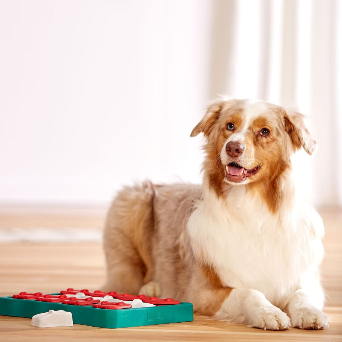 Un cane giace su un pavimento di legno guardando l'osservatore. Un giocattolo puzzle per cani è in primo piano.