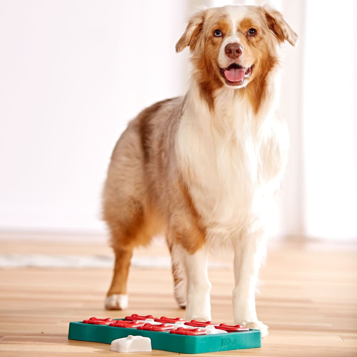 Un cane è in piedi vicino a un puzzle. Il cane è marrone e bianco. Il giocattolo è turchese e rosso.