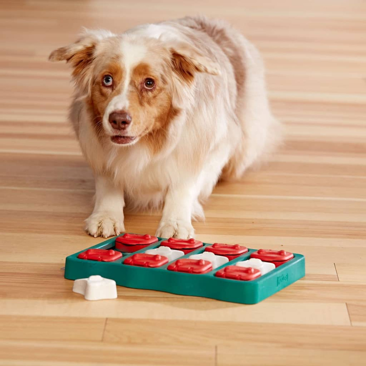 Un cane che guarda un giocattolo puzzle. Il giocattolo è verde e ha pezzi rossi e bianchi.