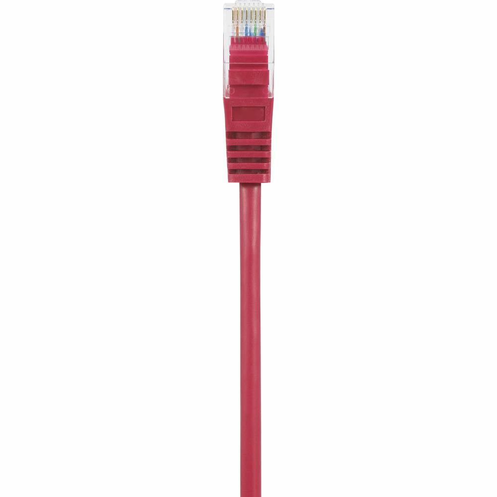 Cavo di rete rosso con connettore rosso, sfondo bianco.