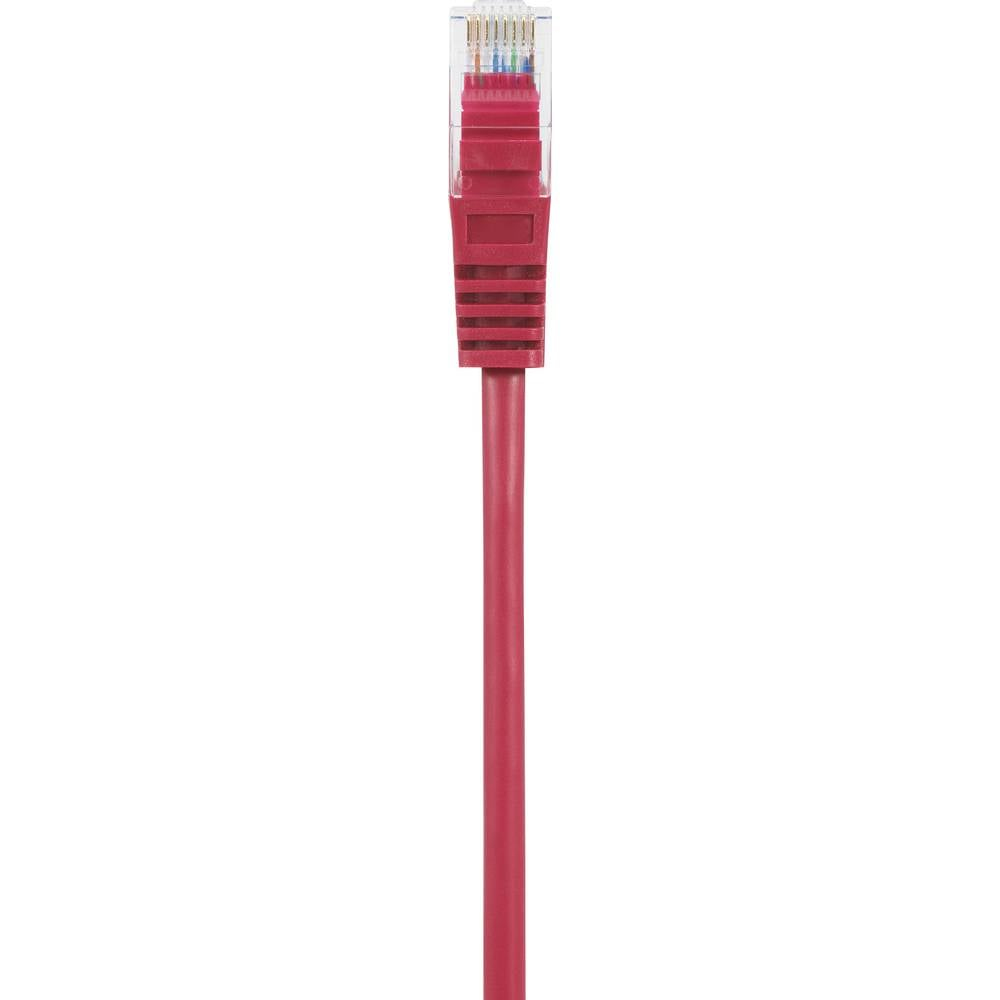 Un cavo di rete rosso con un connettore RJ45. Il cavo è dritto su sfondo bianco.