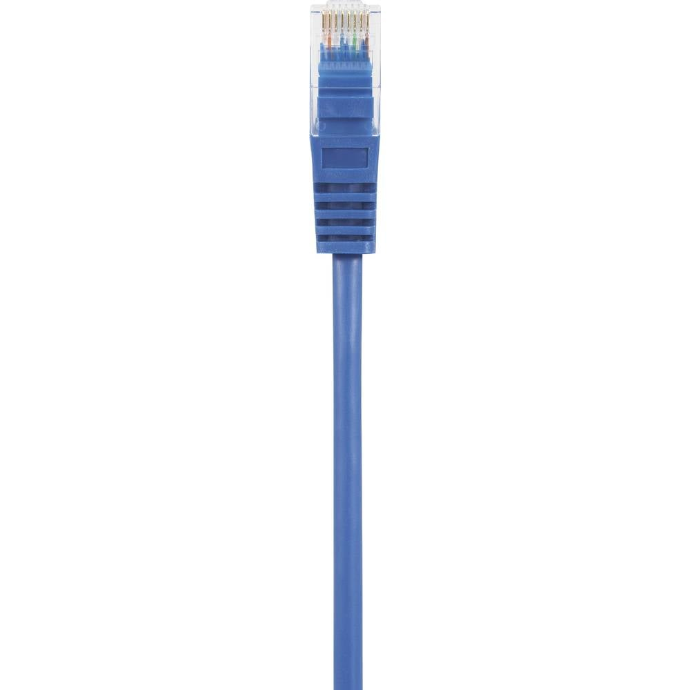 Un cavo di rete blu con un connettore RJ45 blu. Il cavo è su sfondo bianco.