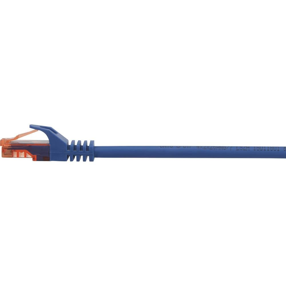Cavo ethernet blu con connettore. Sfondo bianco.