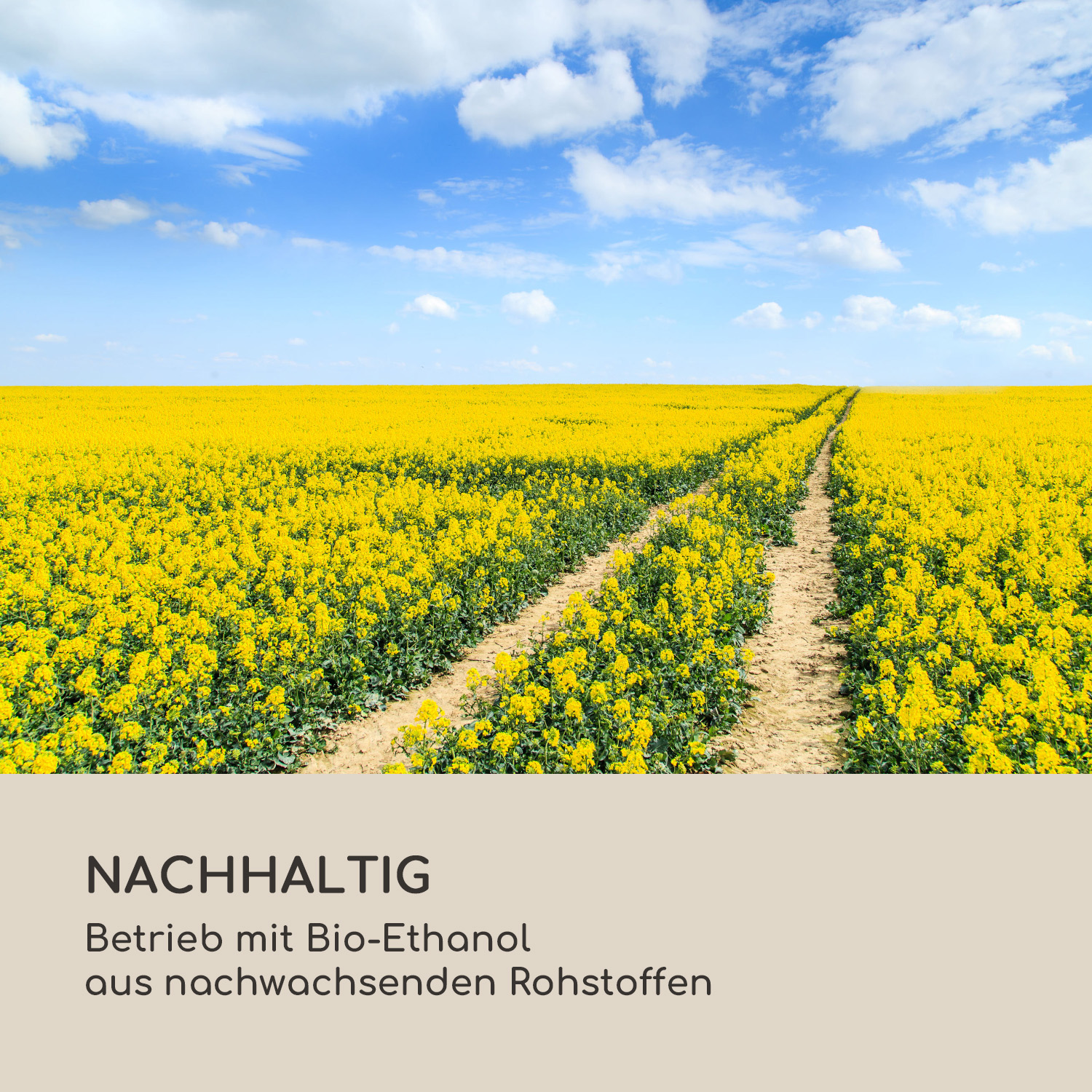 Gelbes Rapsfeld unter blauem Himmel mit Wolken. Ein Feldweg in der Mitte.
