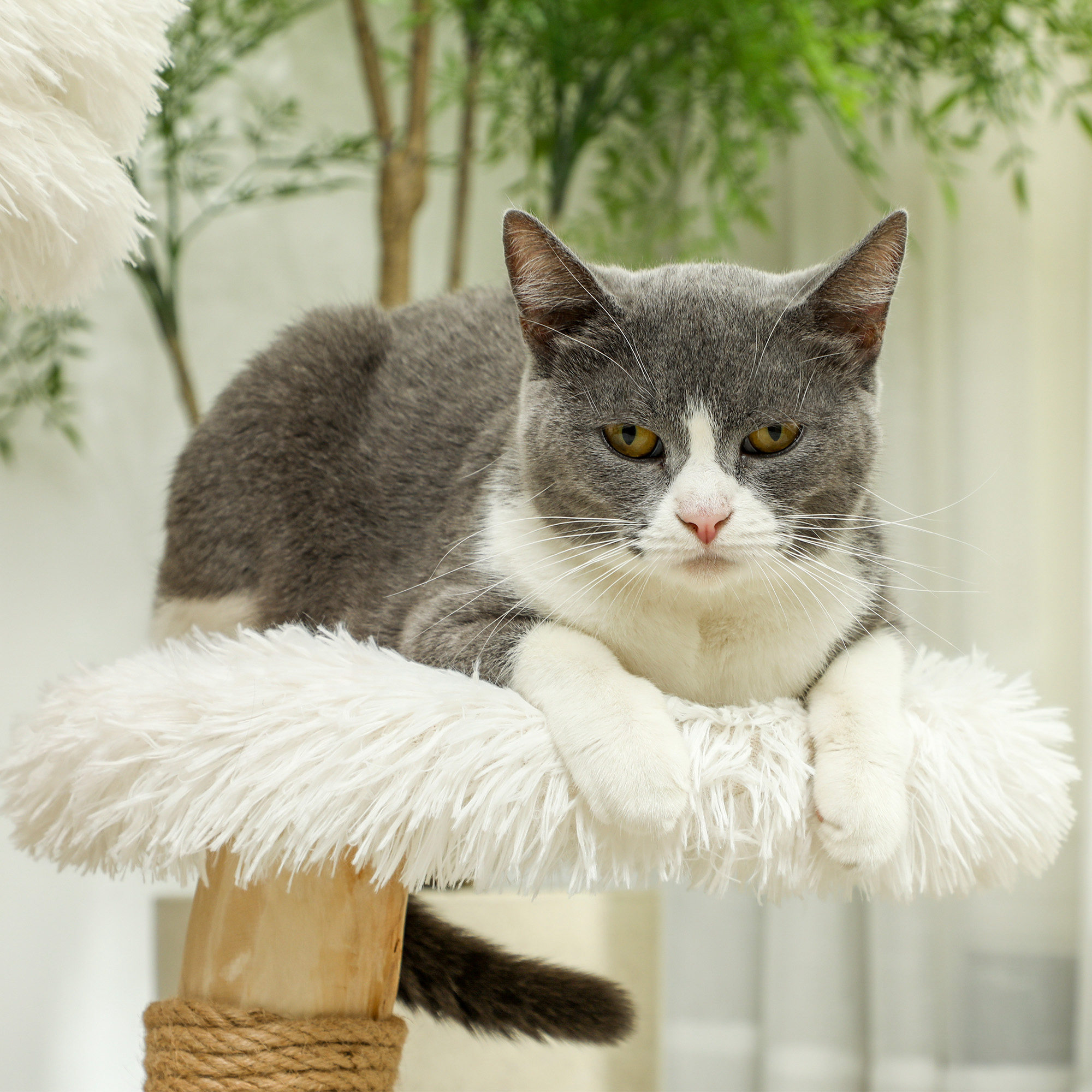 Eine grau-weiße Katze auf einem flauschigen, weißen Haustierbett, dahinter eine grüne Pflanze.