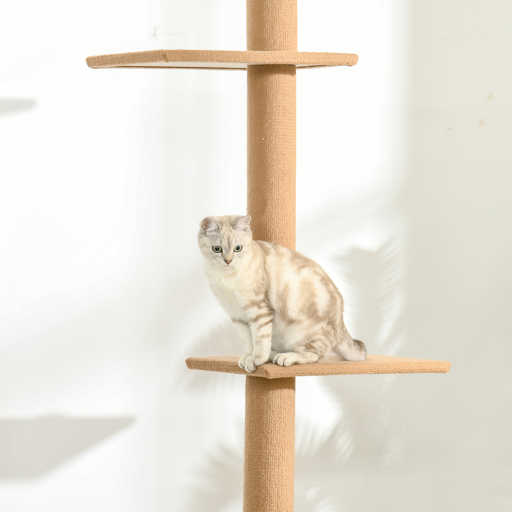 Gato en un árbol para gatos. Gato marrón claro y blanco en un árbol para gatos beige.