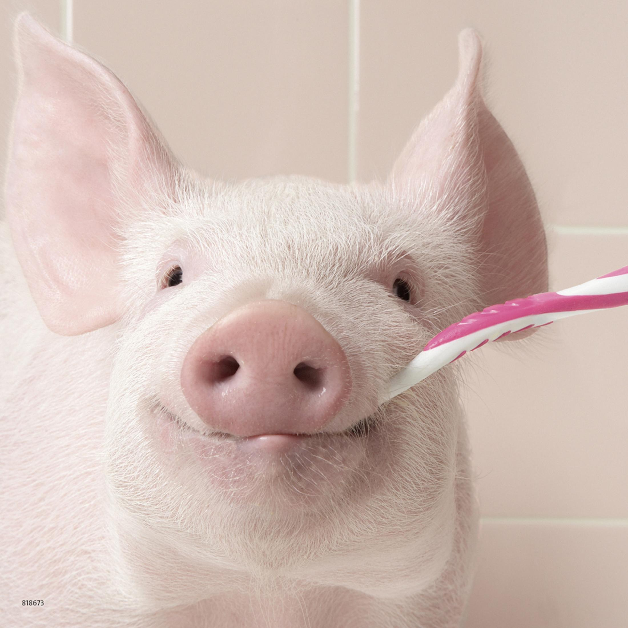 Lachendes Schwein putzt sich mit einer rosa Zahnbürste die Zähne.