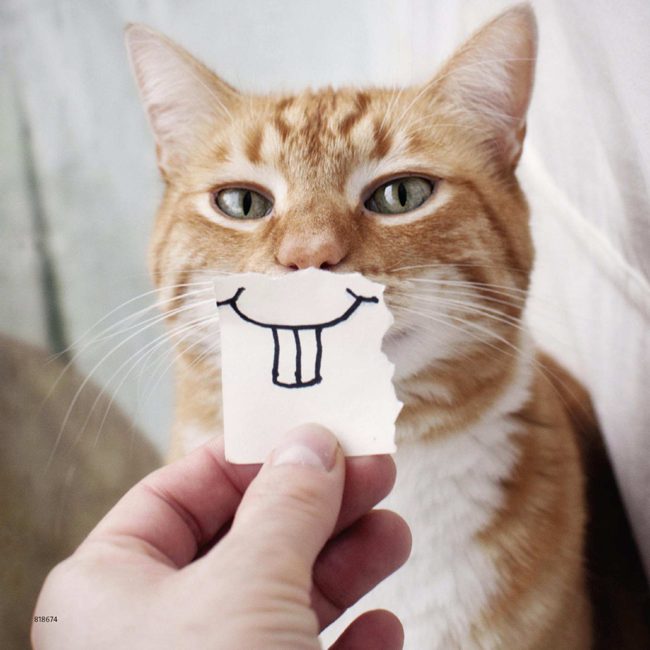 Eine orange Katze mit einem Stück Papier mit einem Lächeln auf dem Gesicht. Eine Hand hält das Papier.