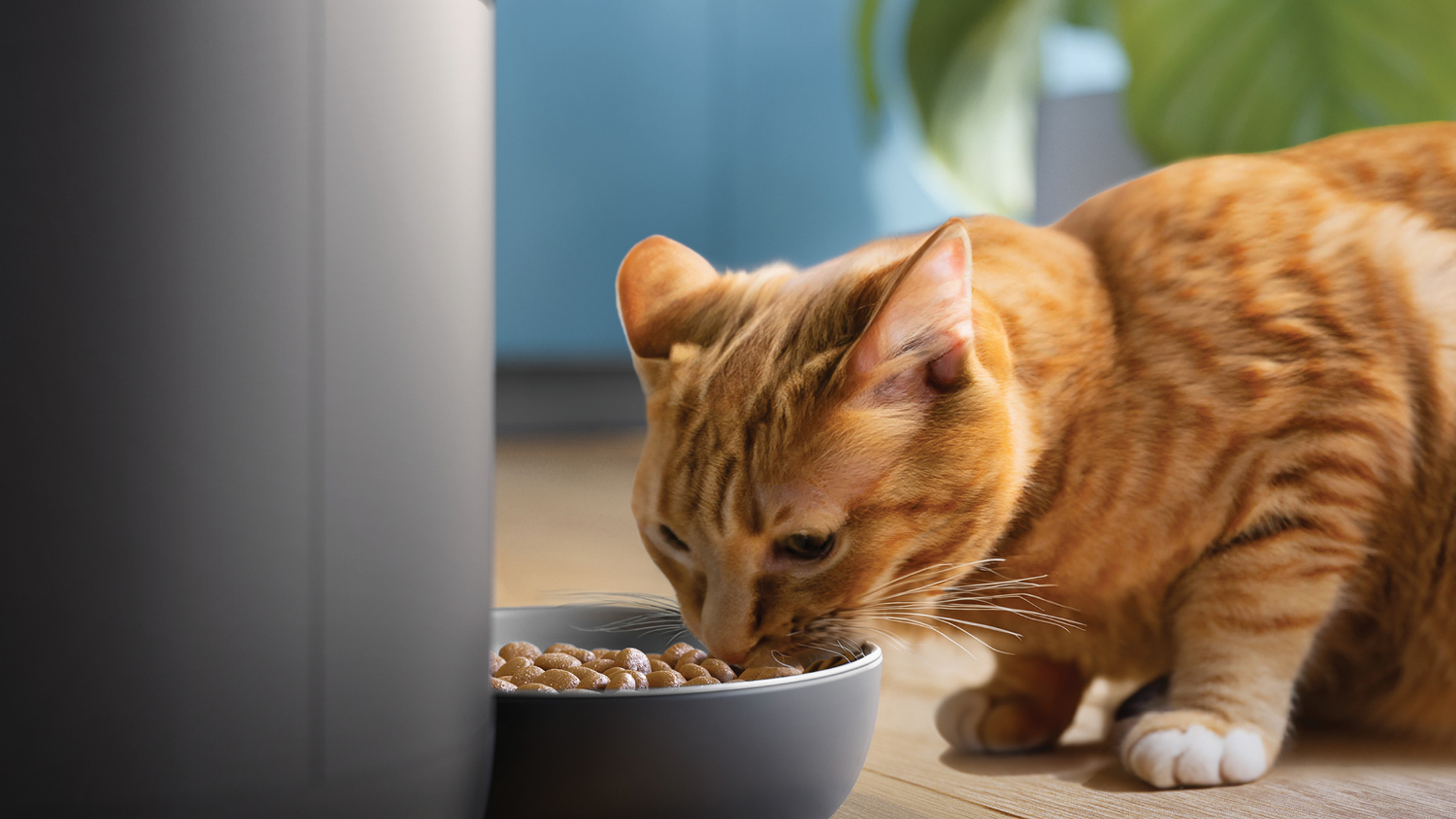 Een oranje kat eet uit een kom. Grijze voederautomaat op de achtergrond.