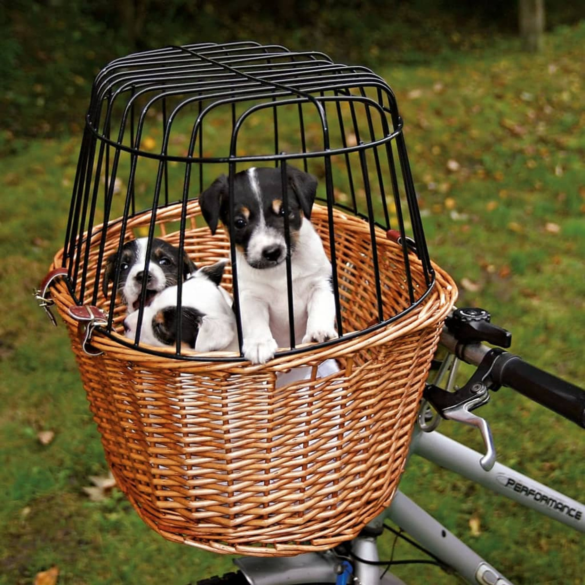 Dwa szczeniaki w wiklinowym koszu na rowerze. Kosz ma czarną drucianą klatkę. Zielona trawa w tle.