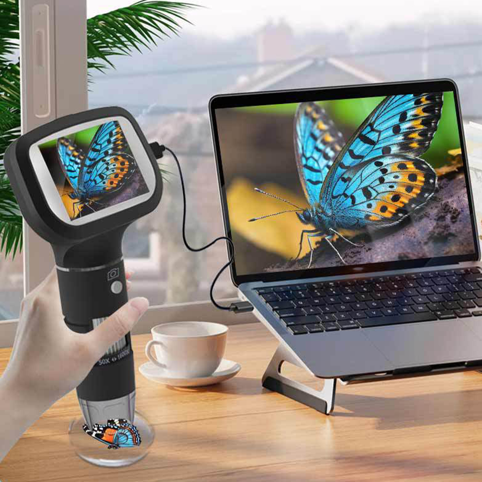 Person benutzt ein digitales Mikroskop, das mit einem Laptop verbunden ist und ein Schmetterlingsbild anzeigt.