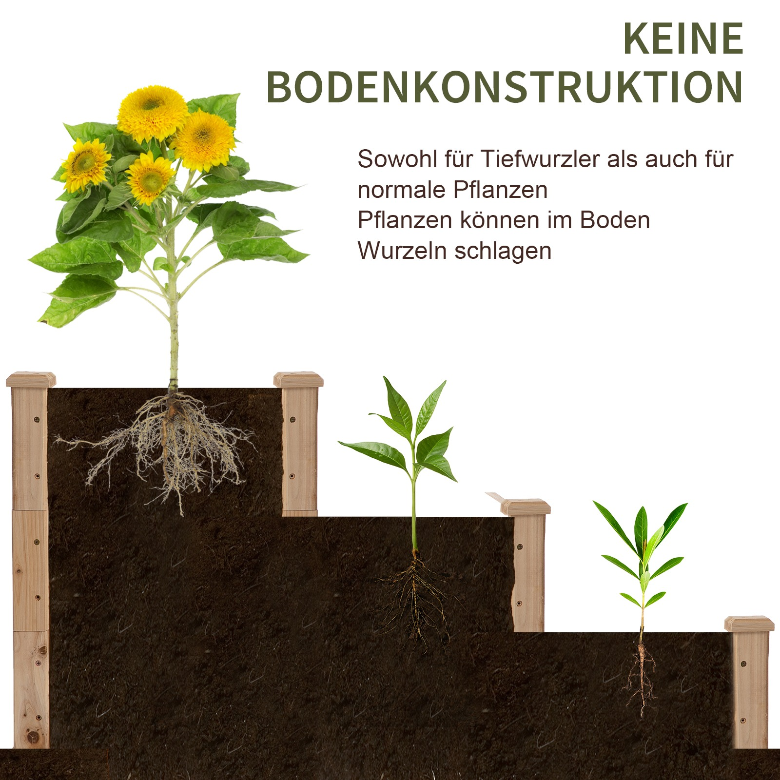 Eine Sonnenblumenpflanze in einem Hochbeet, die das Wurzelsystem zeigt.