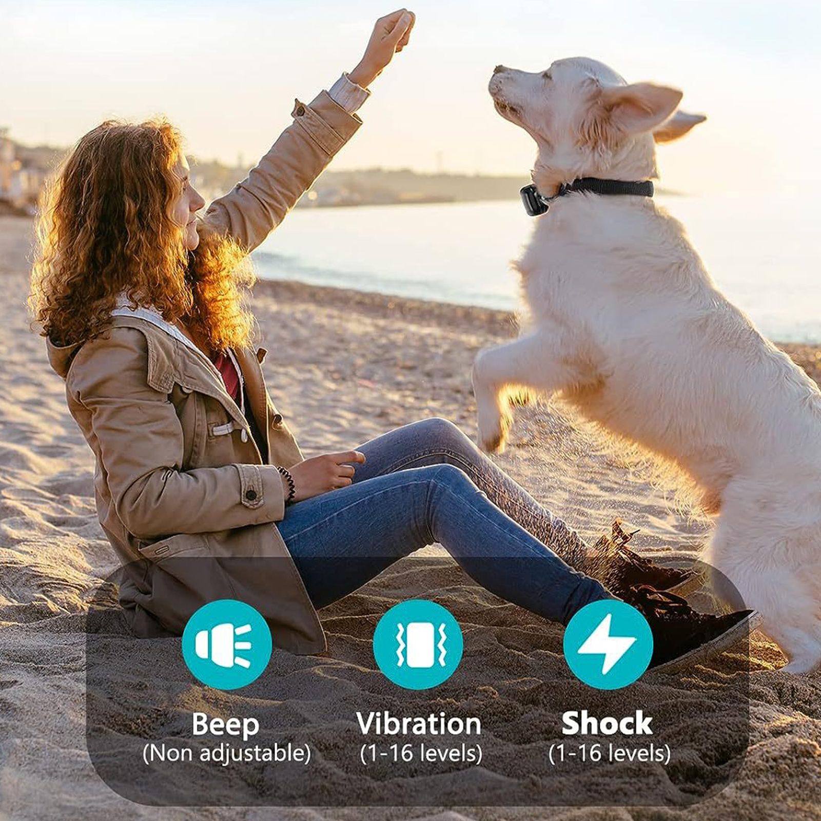 Frau trainiert weißen Hund. Hund springt. Symbole für Piepton, Vibration und Schock werden gezeigt.