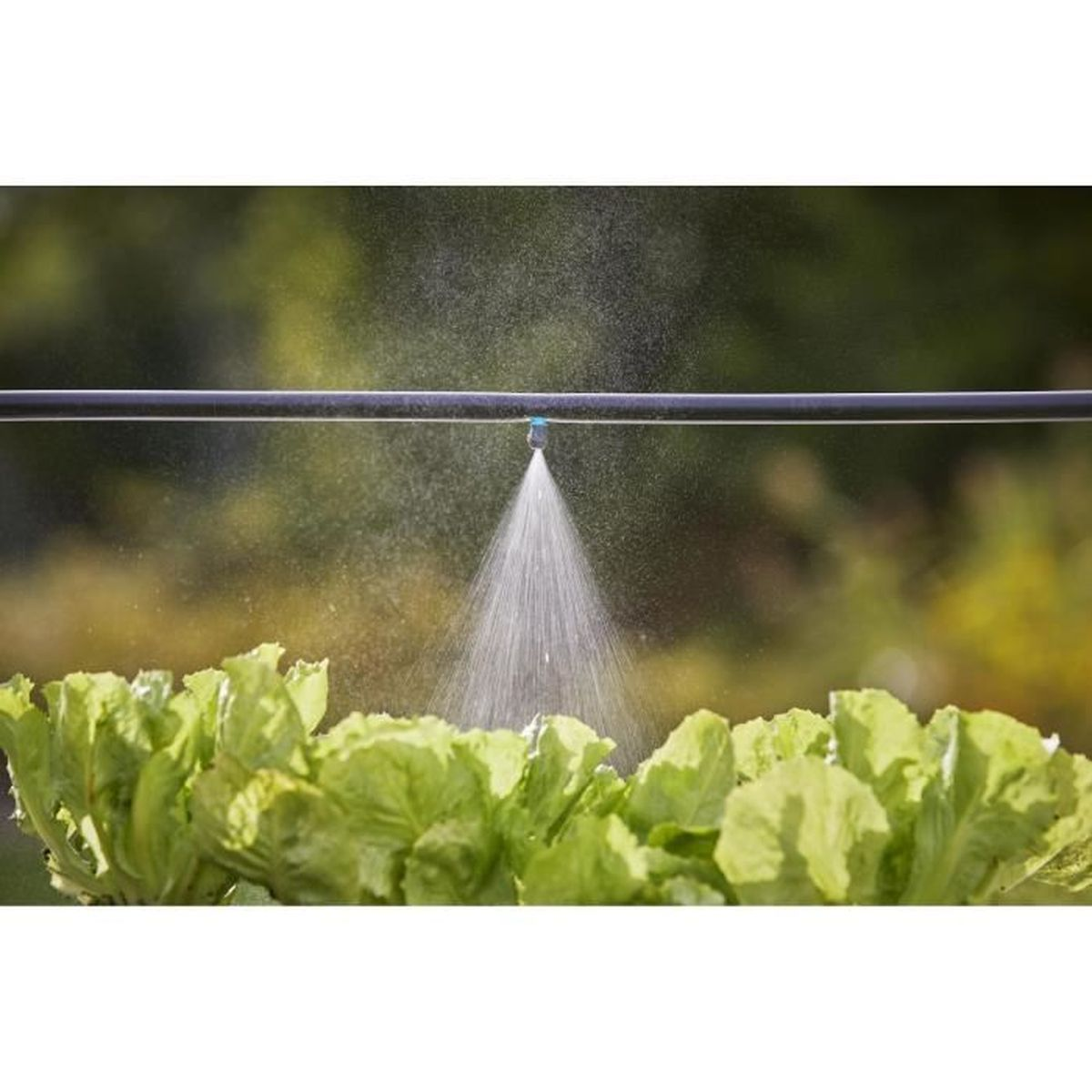 Ein Rasensprenger, der Wasser über grüne Salatpflanzen in einem Garten versprüht.