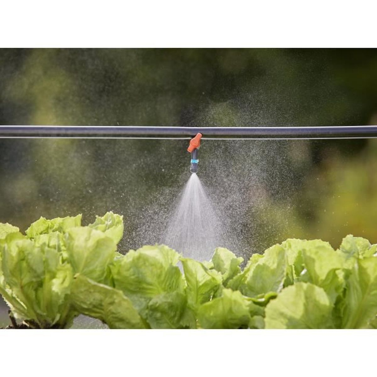 Wasser sprüht aus einer orangenen Düse auf grünen Salat in einem Garten.