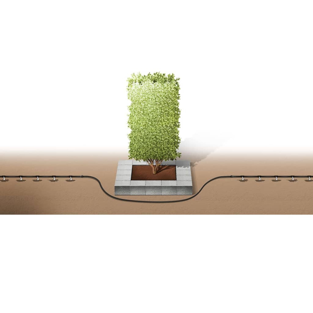Ein kleiner Baum in einem Pflanzkasten mit unterirdischen Bewässerungsrohren auf braunem Boden.