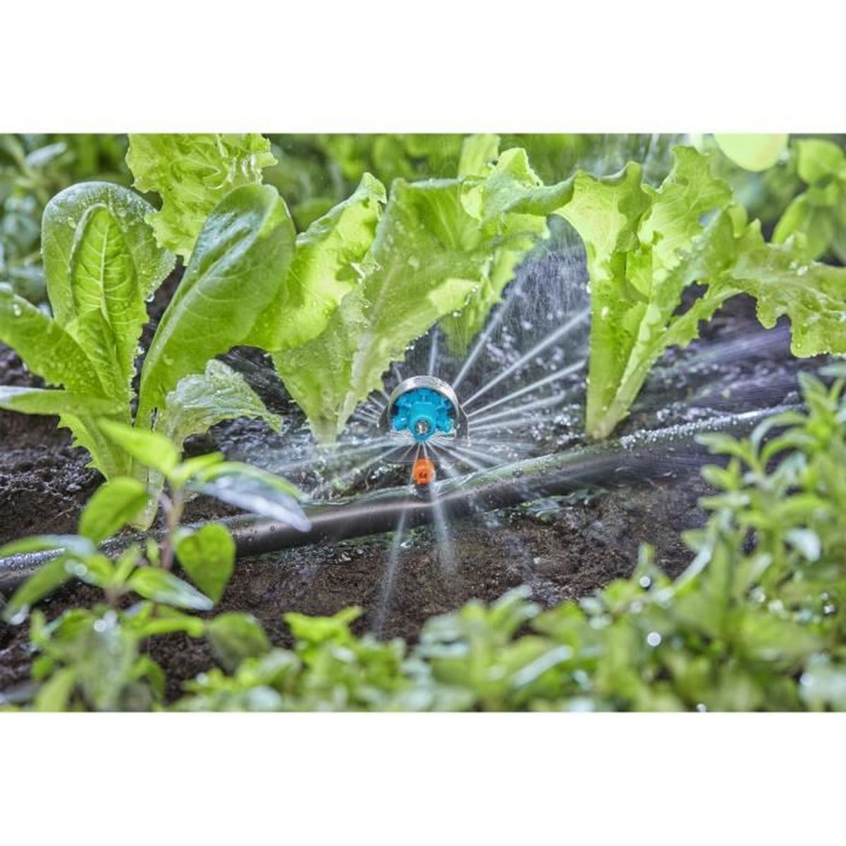Sprinkler bewässert Salatpflanzen in einem Gartenbeet. Wasser spritzt aus dem Sprinkler.