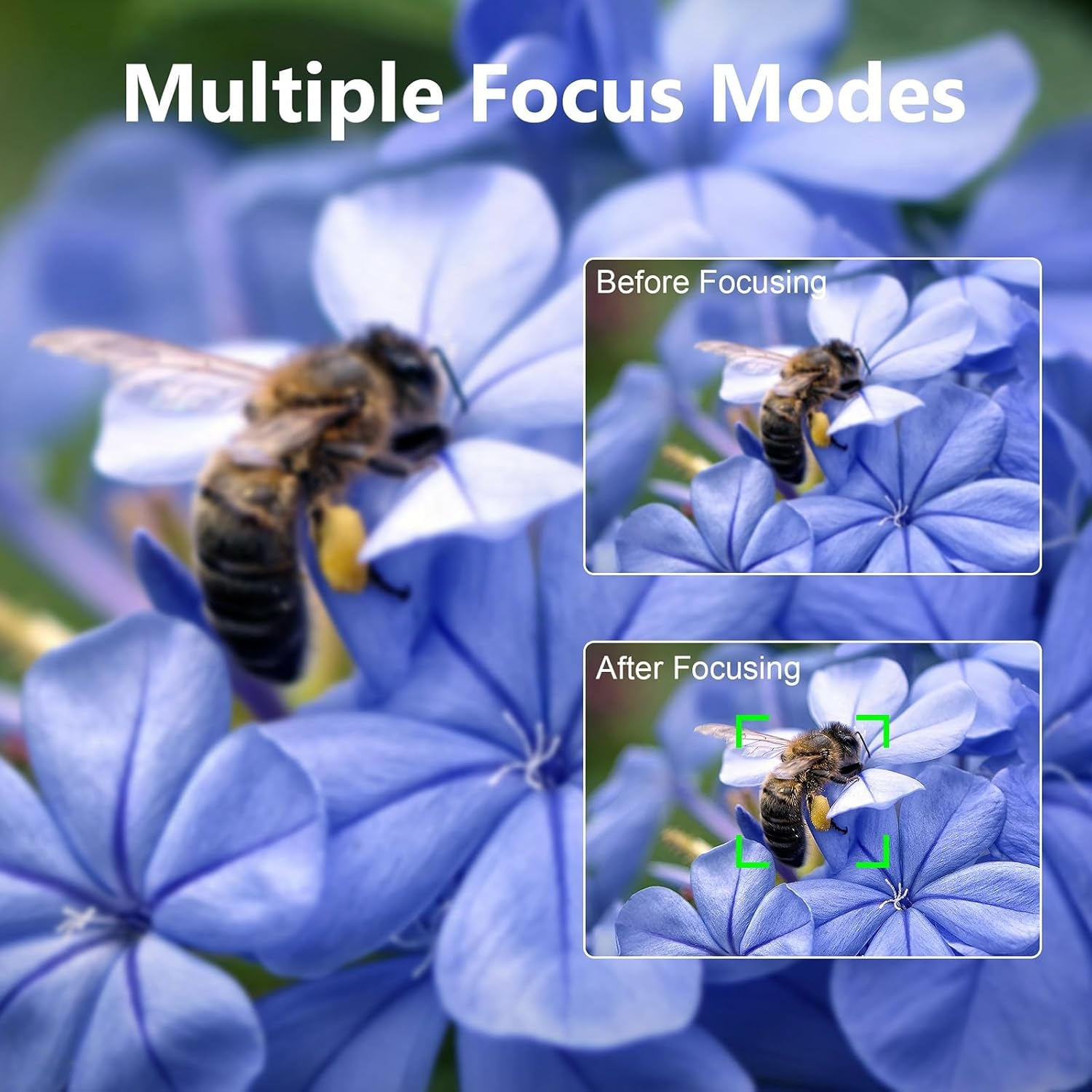 Biene auf blauer Blume. Zwei Fotos zeigen Fokusmodi: Vorher und Nachher.