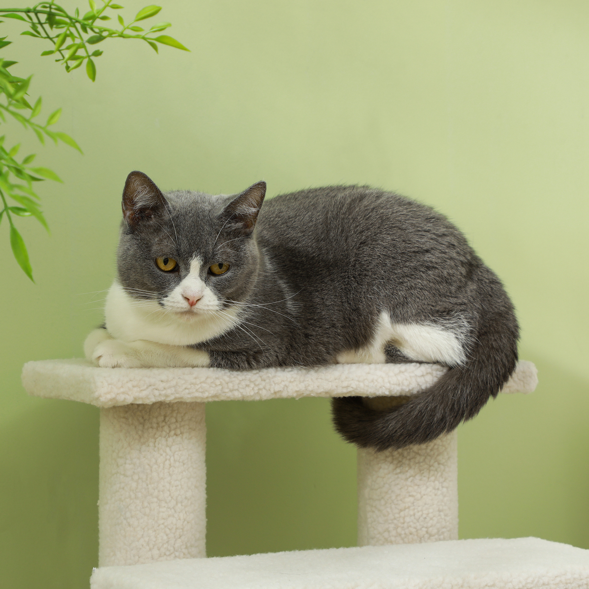 Eine grau-weiße Katze ruht auf einem Katzenbaum. Grüner Hintergrund und beiger Baum.