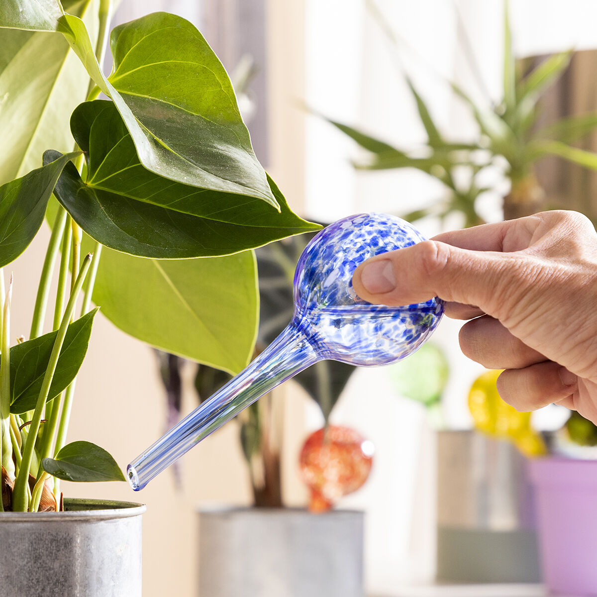 Eine Hand, die eine Pflanze mit einem blauen, gefleckten Glas-Wasserball bewässert.