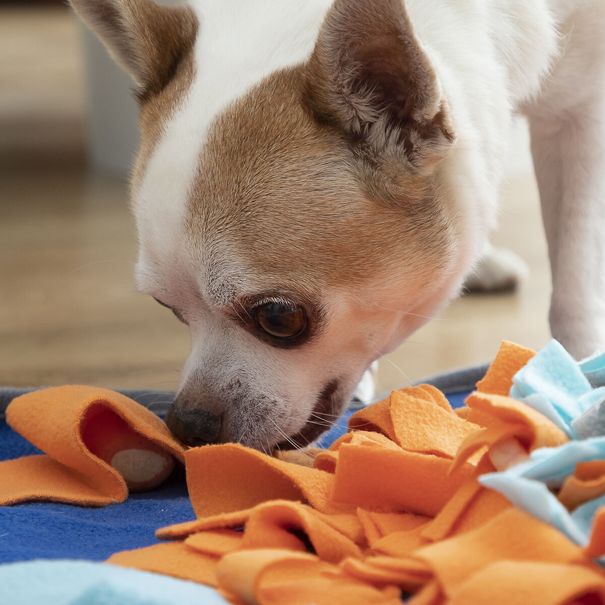 Un cane annusa pezzi di stoffa arancione e blu su una superficie blu.
