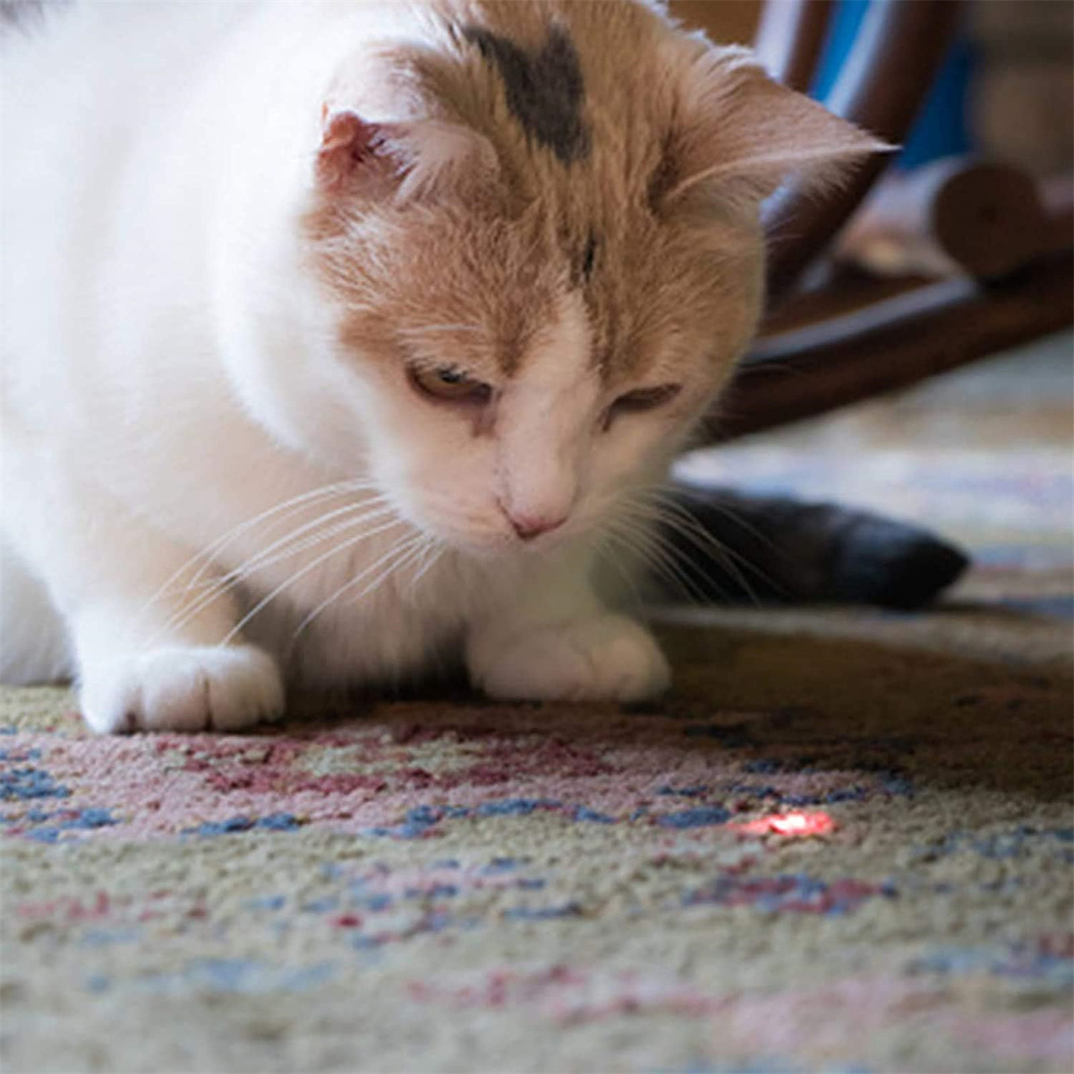 Eine weiß-braune Katze blickt auf einen roten Laserpunkt auf einem gemusterten Teppich.